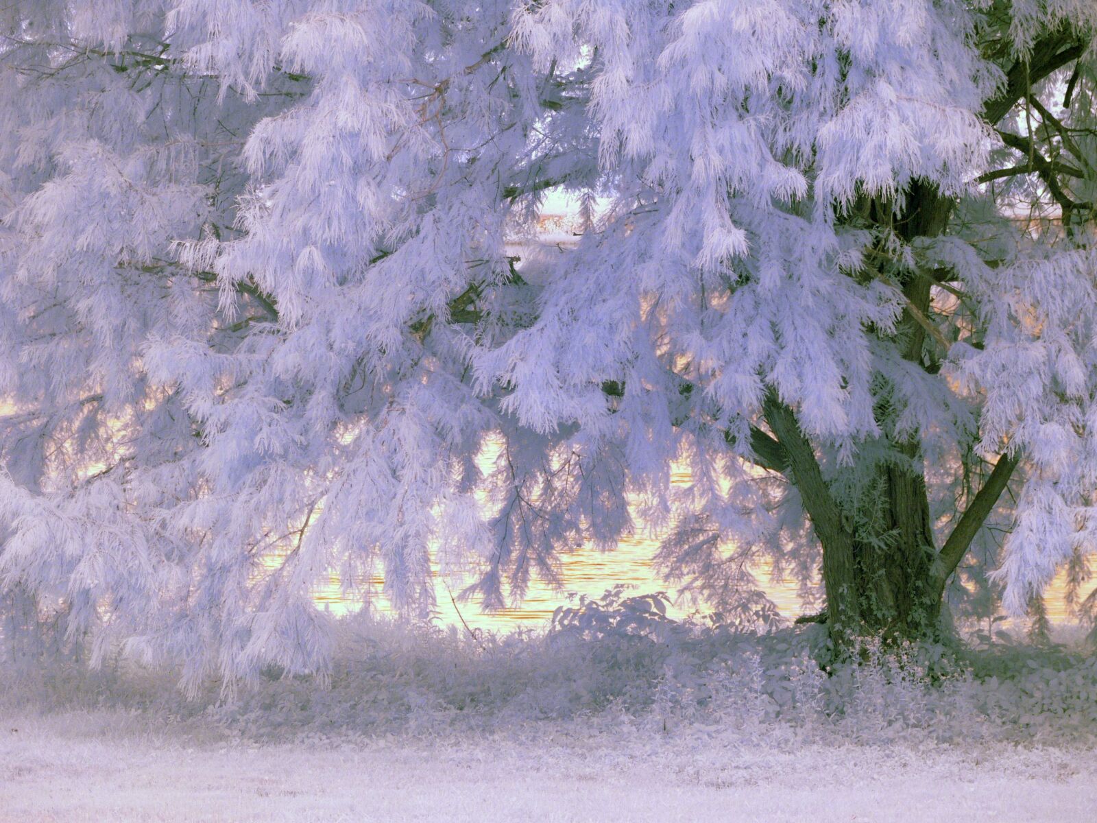 Panasonic DMC-FZ30 sample photo. Infrared, tree, foliage photography