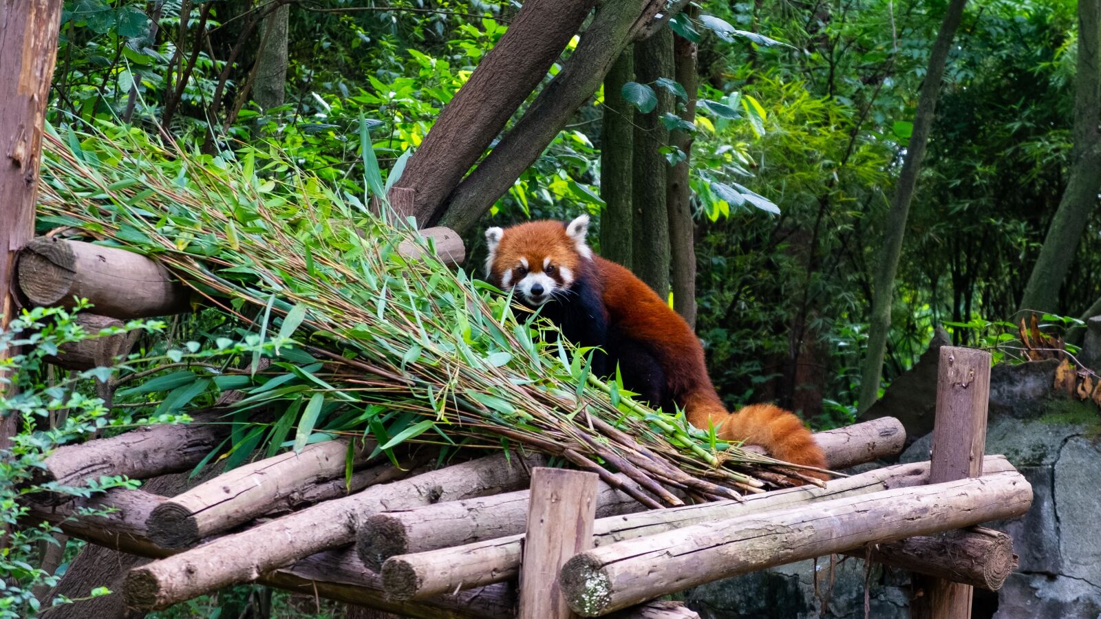 Fujifilm X20 sample photo. Red panda, panda, animal photography