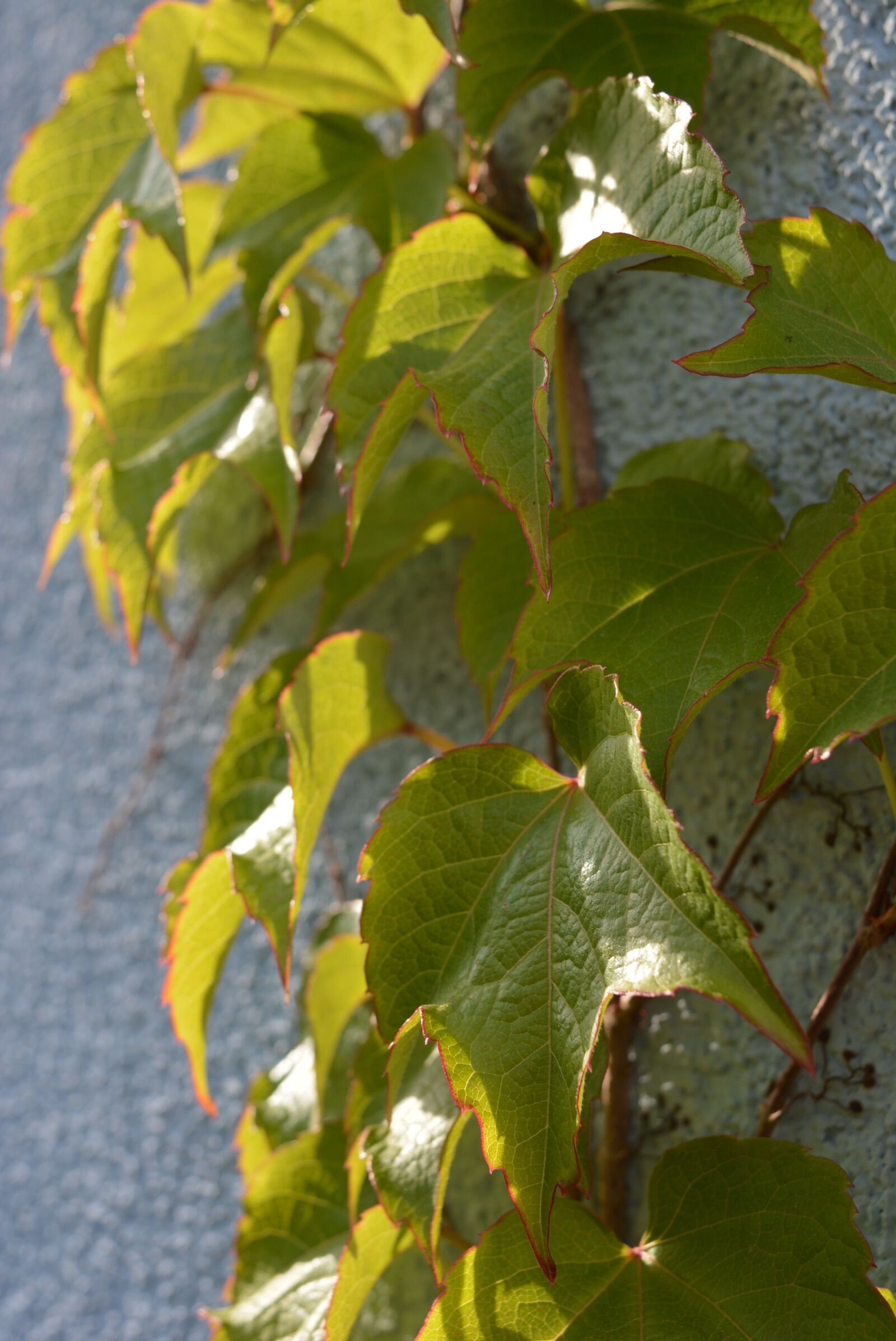 Nikon D5200 sample photo. Wine, leaves, climb photography
