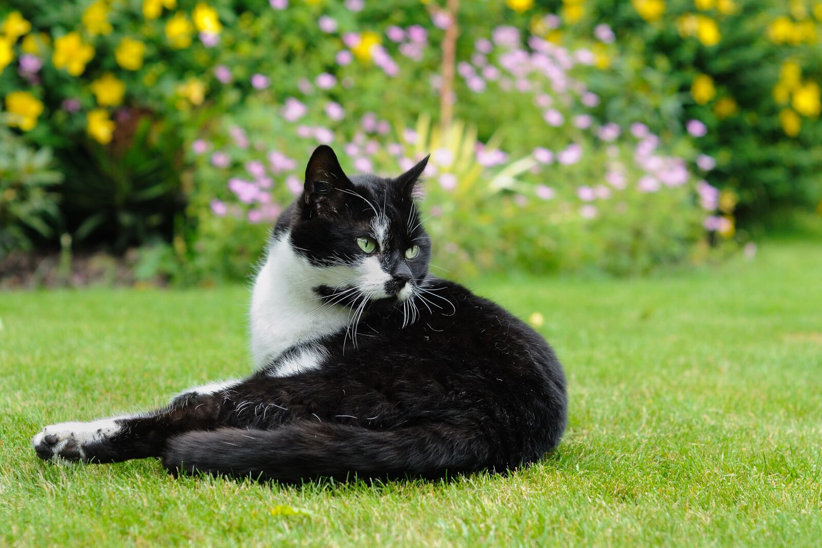 Nikon D300 sample photo. Cat, lying, garden photography