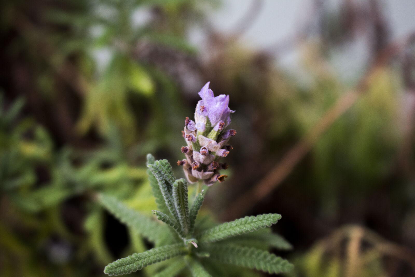 Canon EOS 700D (EOS Rebel T5i / EOS Kiss X7i) sample photo. Bokeh, flower, garden photography