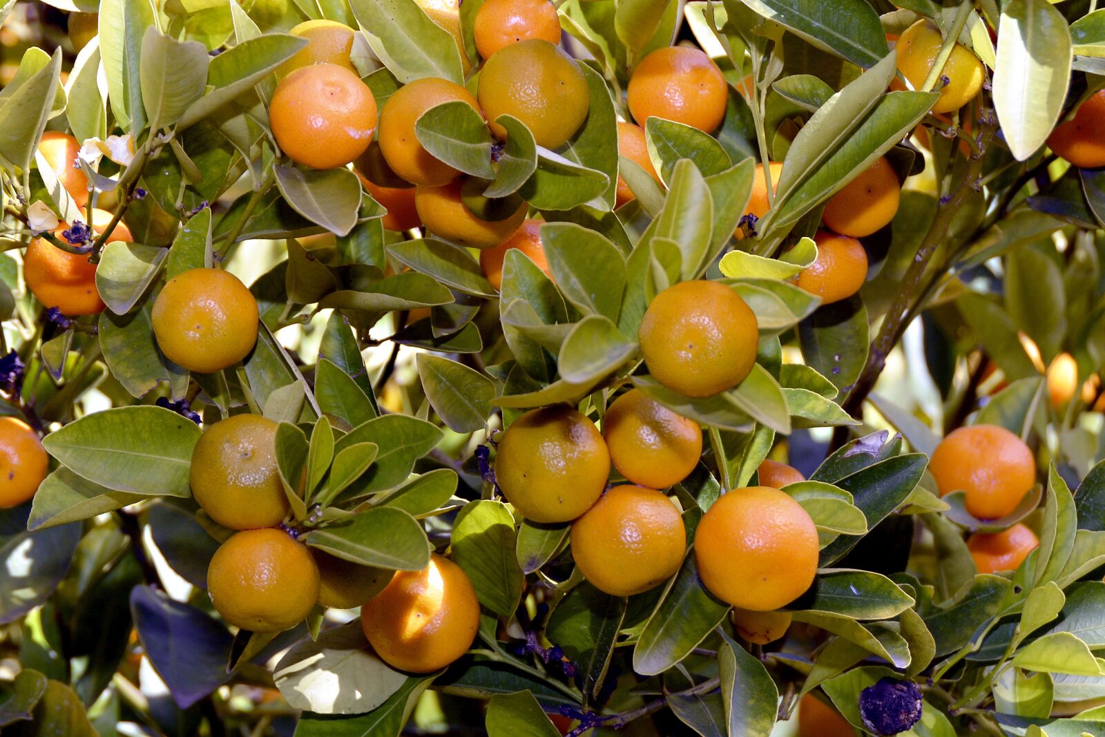 Nikon D7100 sample photo. Tangerines, tree, eat photography