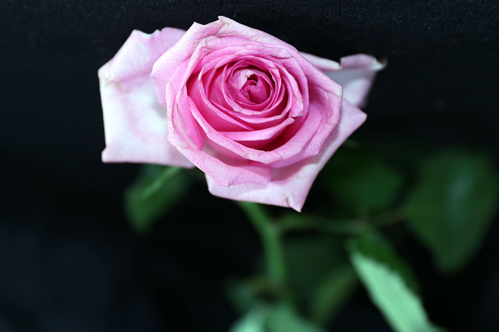 Canon EOS 7D Mark II + Canon EF 24-70mm F2.8L II USM sample photo. Flower, rose, petal photography