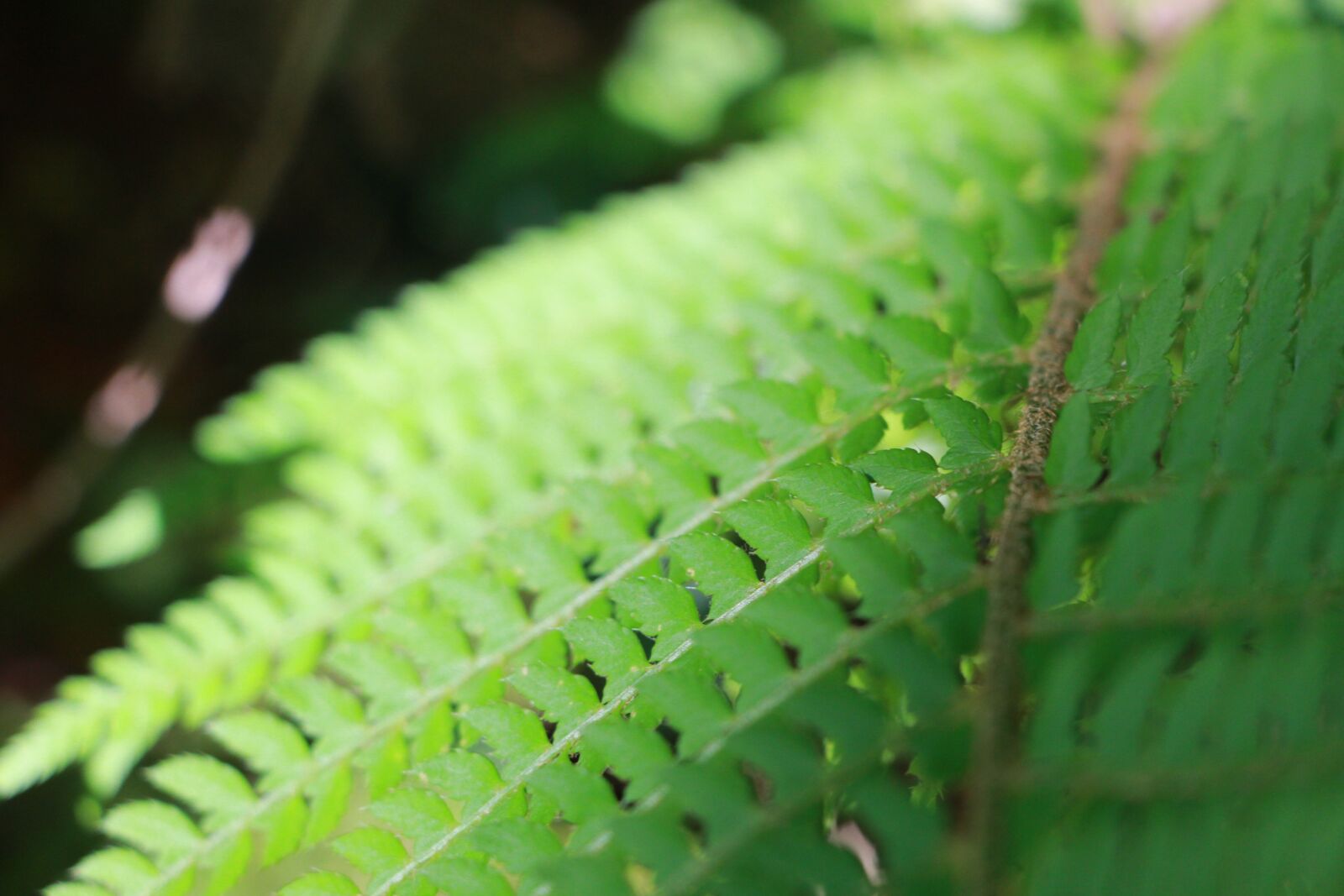 Canon EOS 700D (EOS Rebel T5i / EOS Kiss X7i) sample photo. Fern, clarity, morning photography