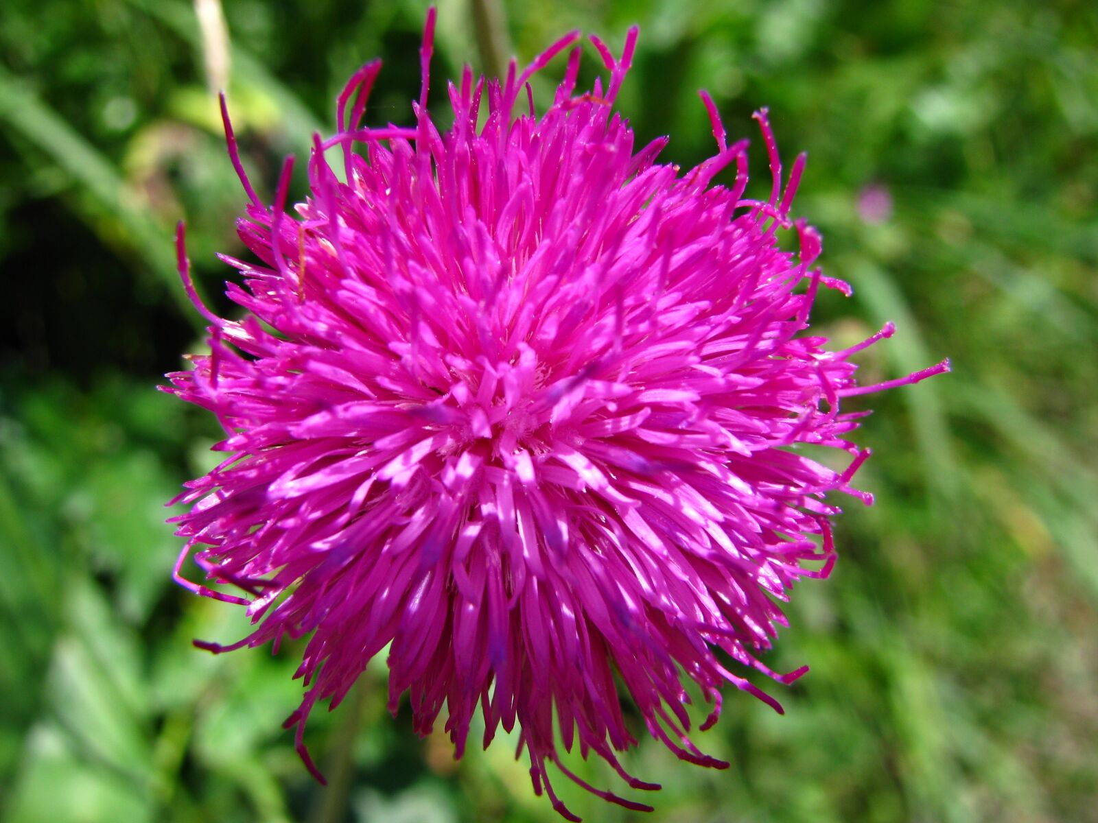 Canon POWERSHOT SX100 IS sample photo. Thistle, forest, flowers photography