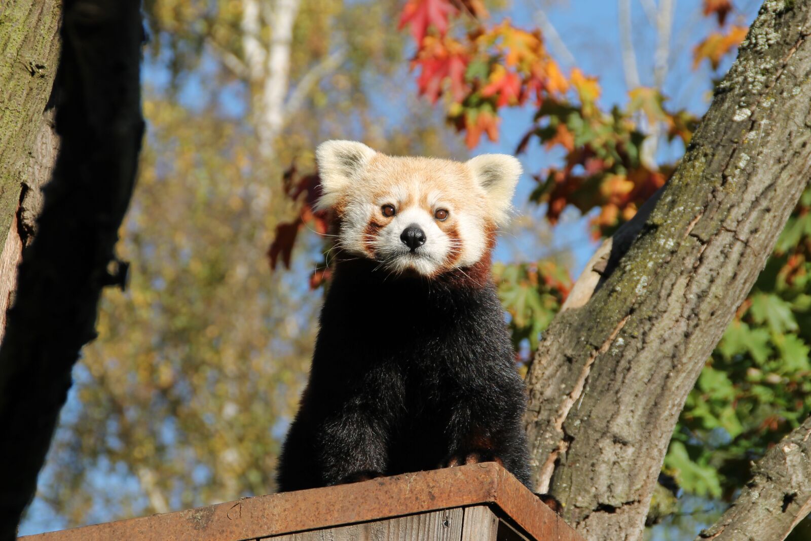 Canon EOS 1100D (EOS Rebel T3 / EOS Kiss X50) sample photo. Red panda, panda, panda photography