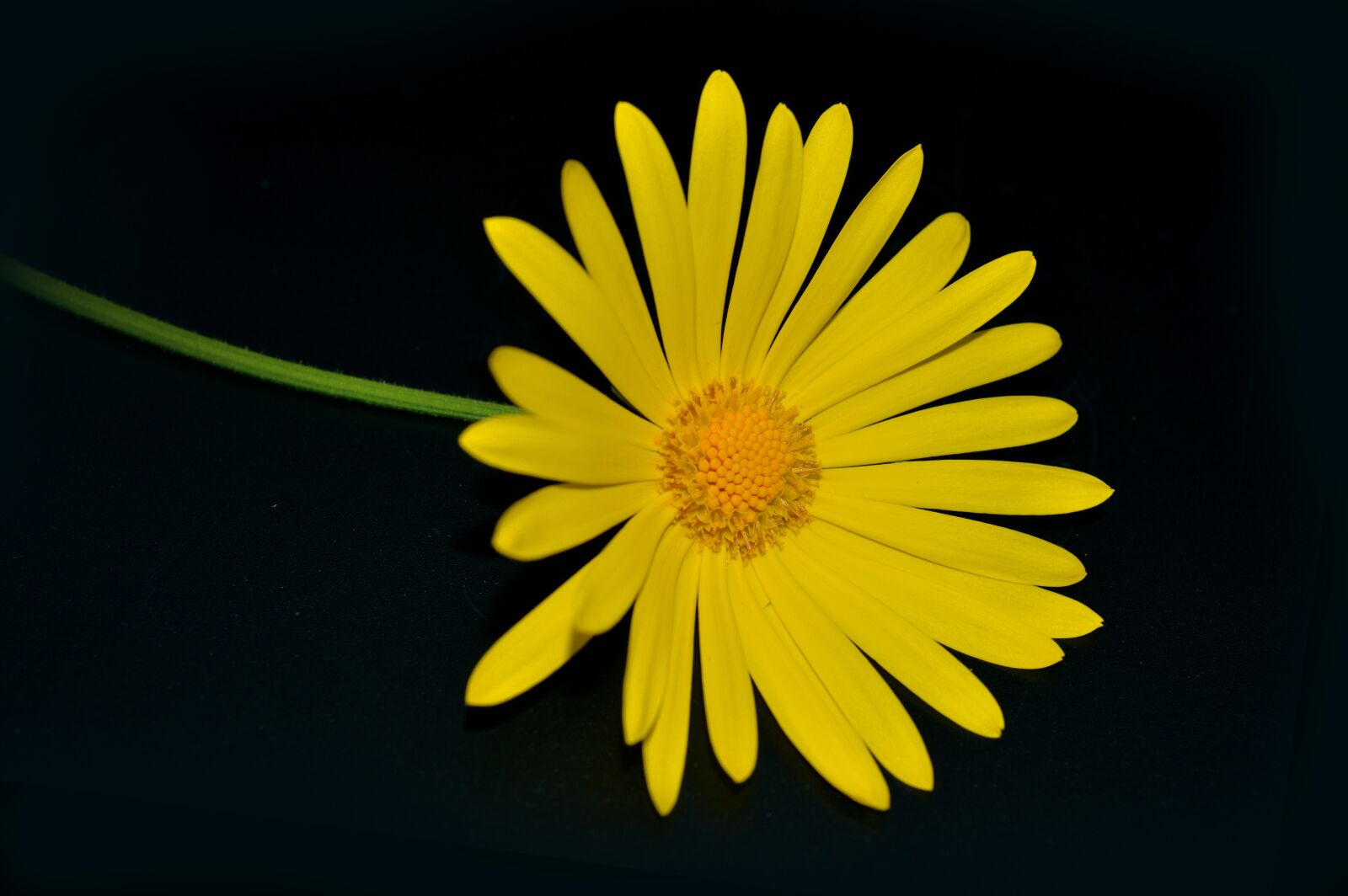 Nikon D3200 sample photo. Blossom, bloom, flower photography