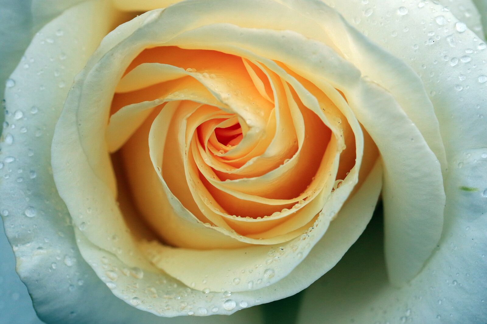 Canon EOS 7D Mark II sample photo. Rose, rosa, cream photography