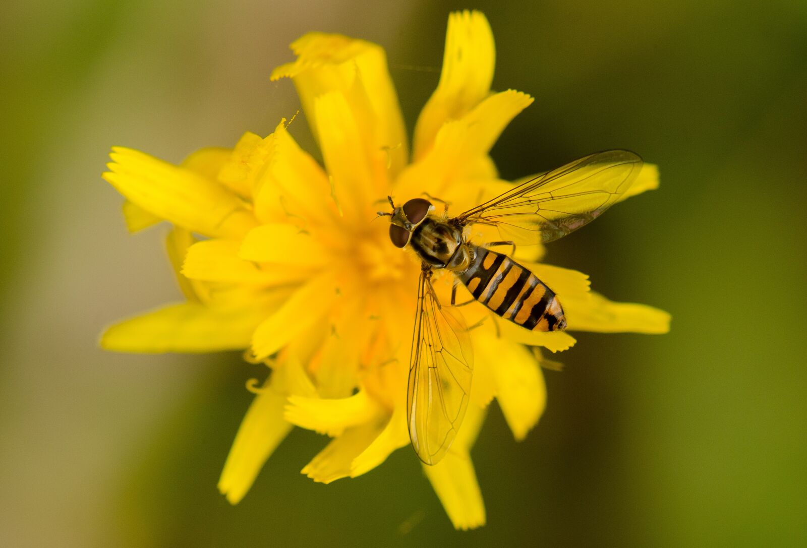 Nikon D7000 sample photo. Bee, flower, insect photography
