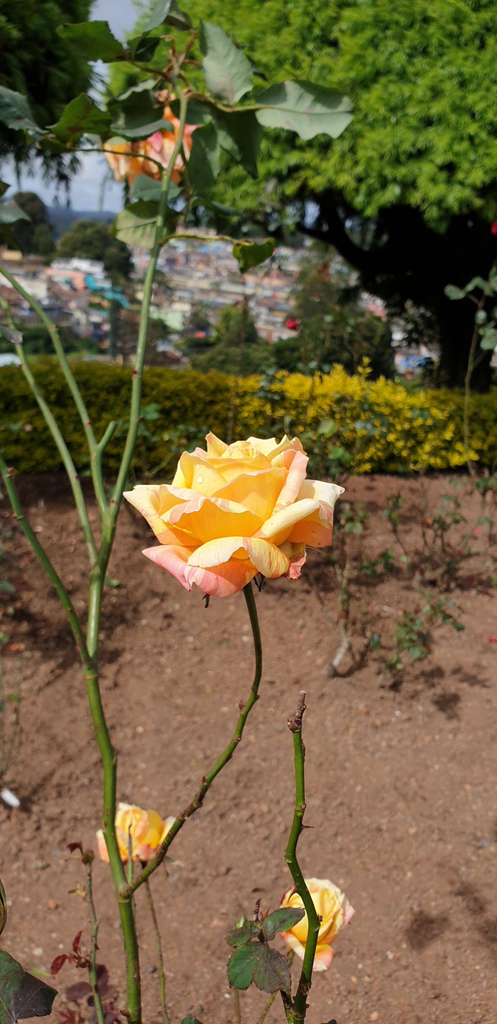 Samsung Galaxy Note9 sample photo. Yellow rose, garden yellow photography