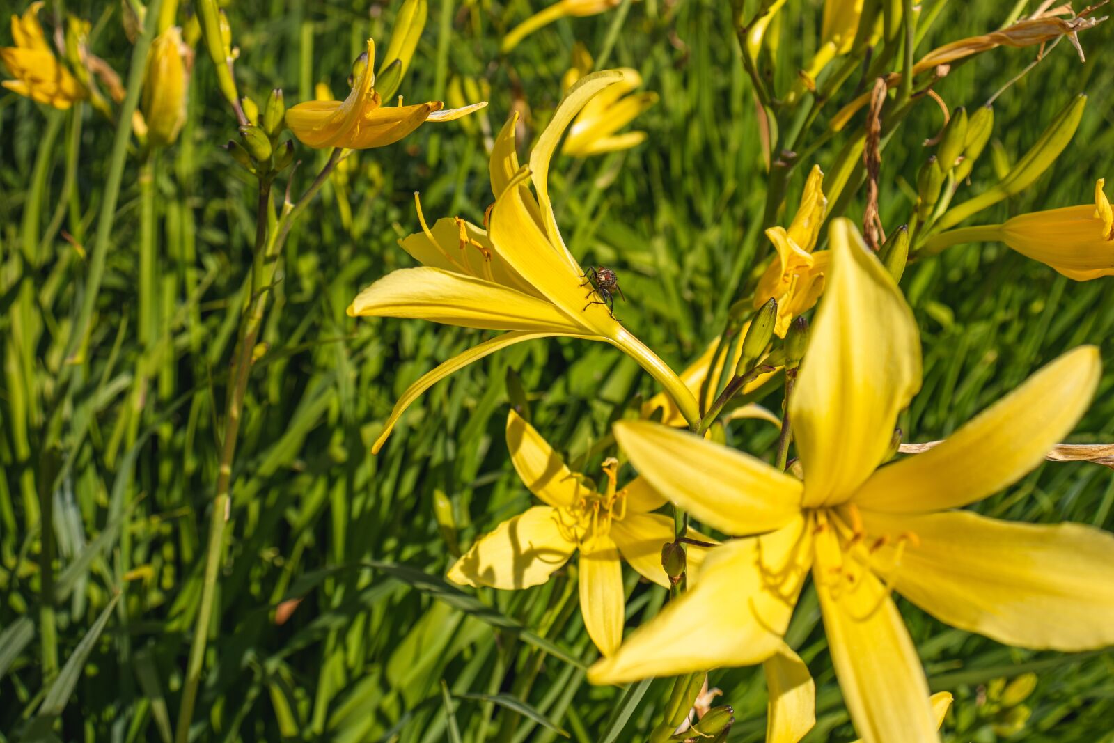 Canon EOS 77D (EOS 9000D / EOS 770D) sample photo. Lily, flowers, yellow flowers photography