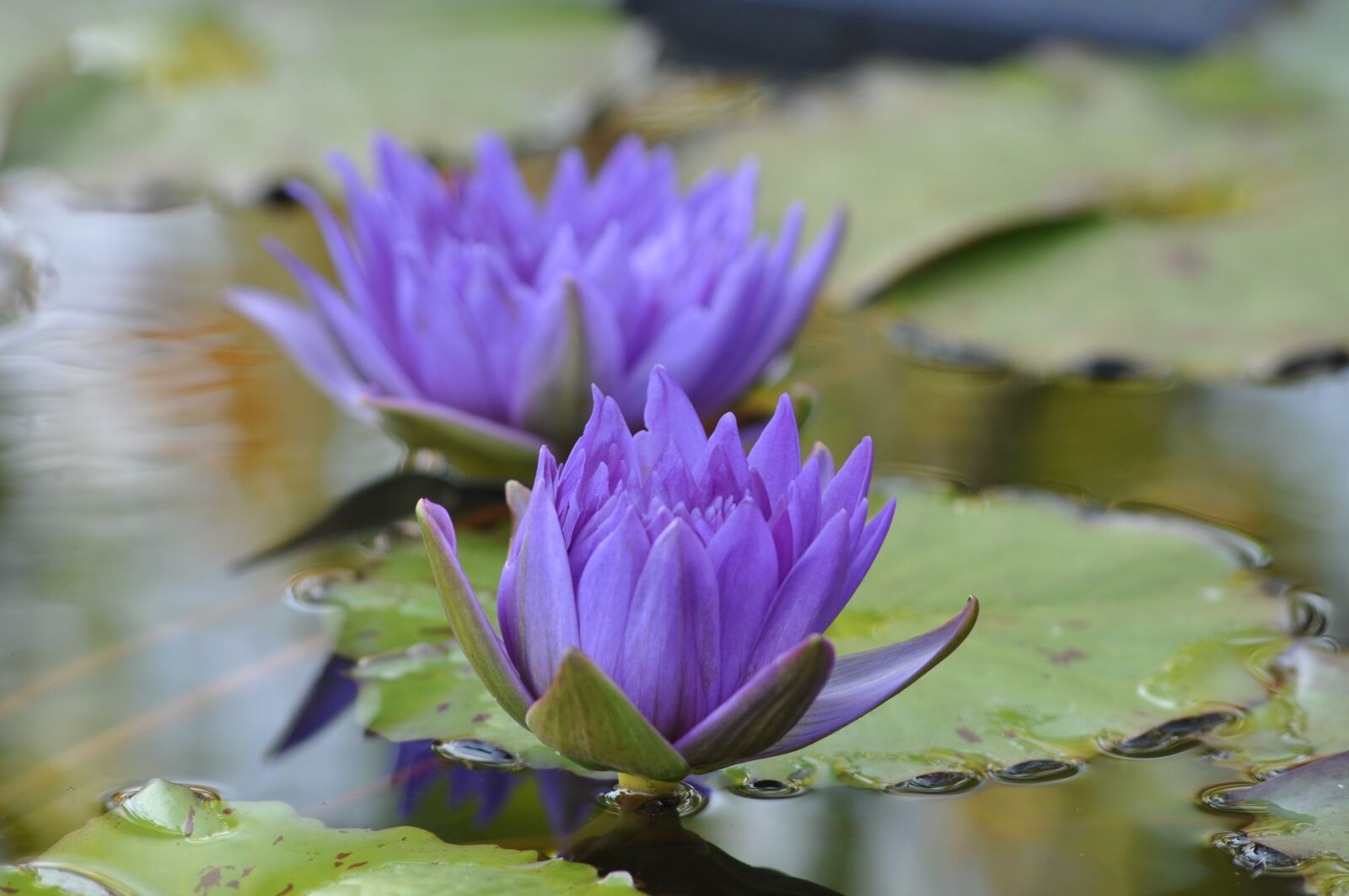 Nikon D90 sample photo. Nature, plants, flowers photography