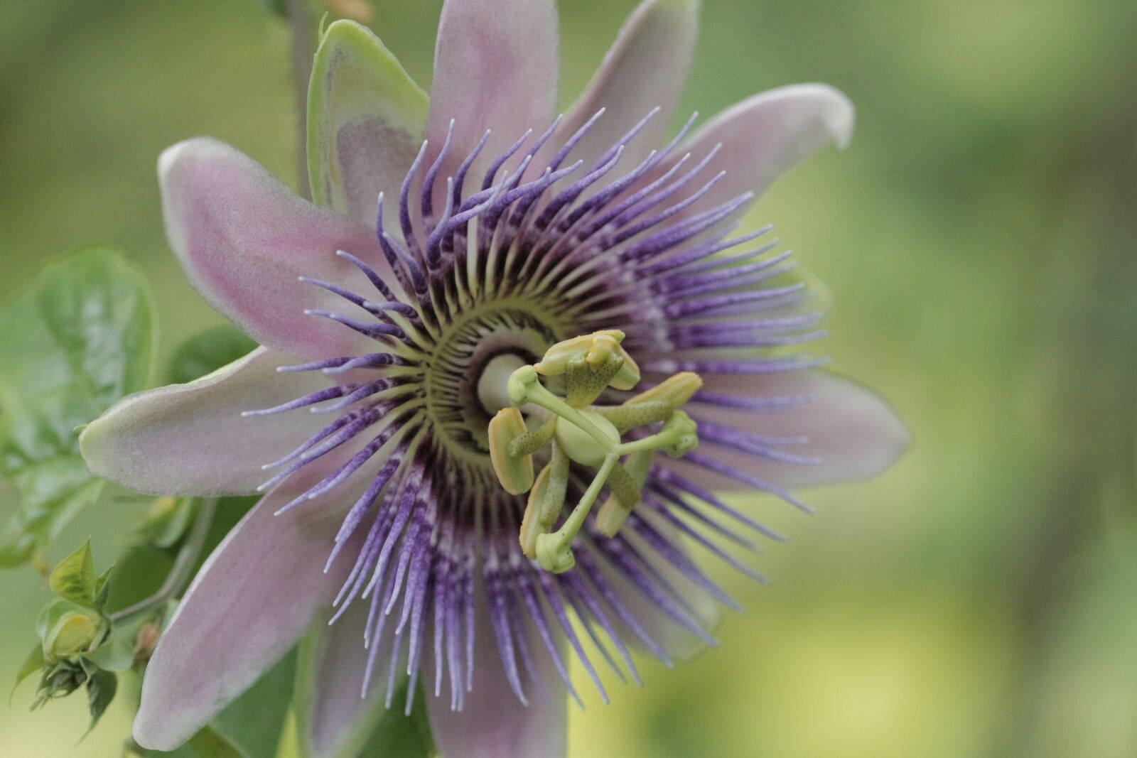 Canon EOS 700D (EOS Rebel T5i / EOS Kiss X7i) sample photo. Passion flower, passiflora, climber photography
