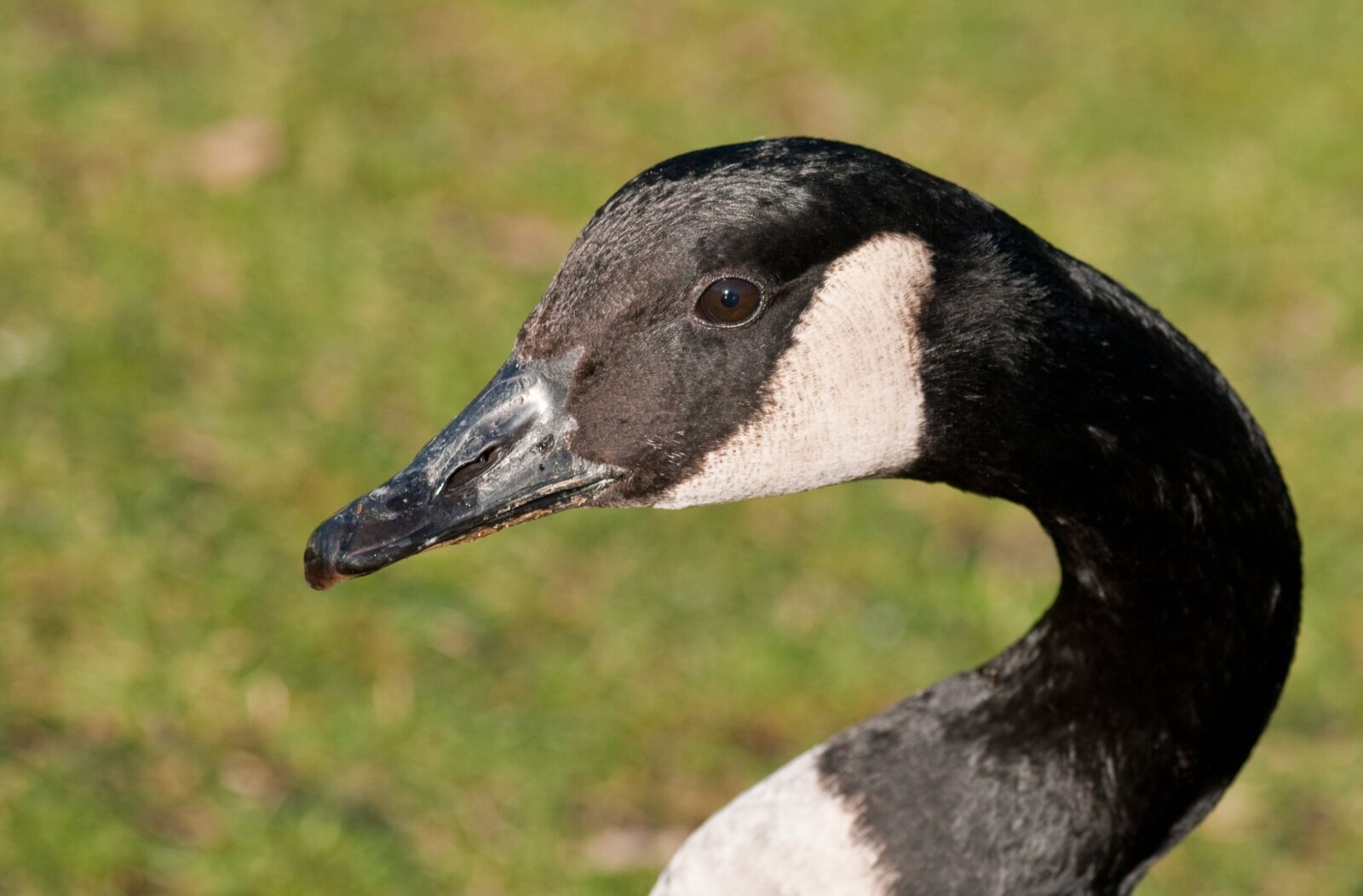 Nikon D300 sample photo. Canada goose, goose, bird photography