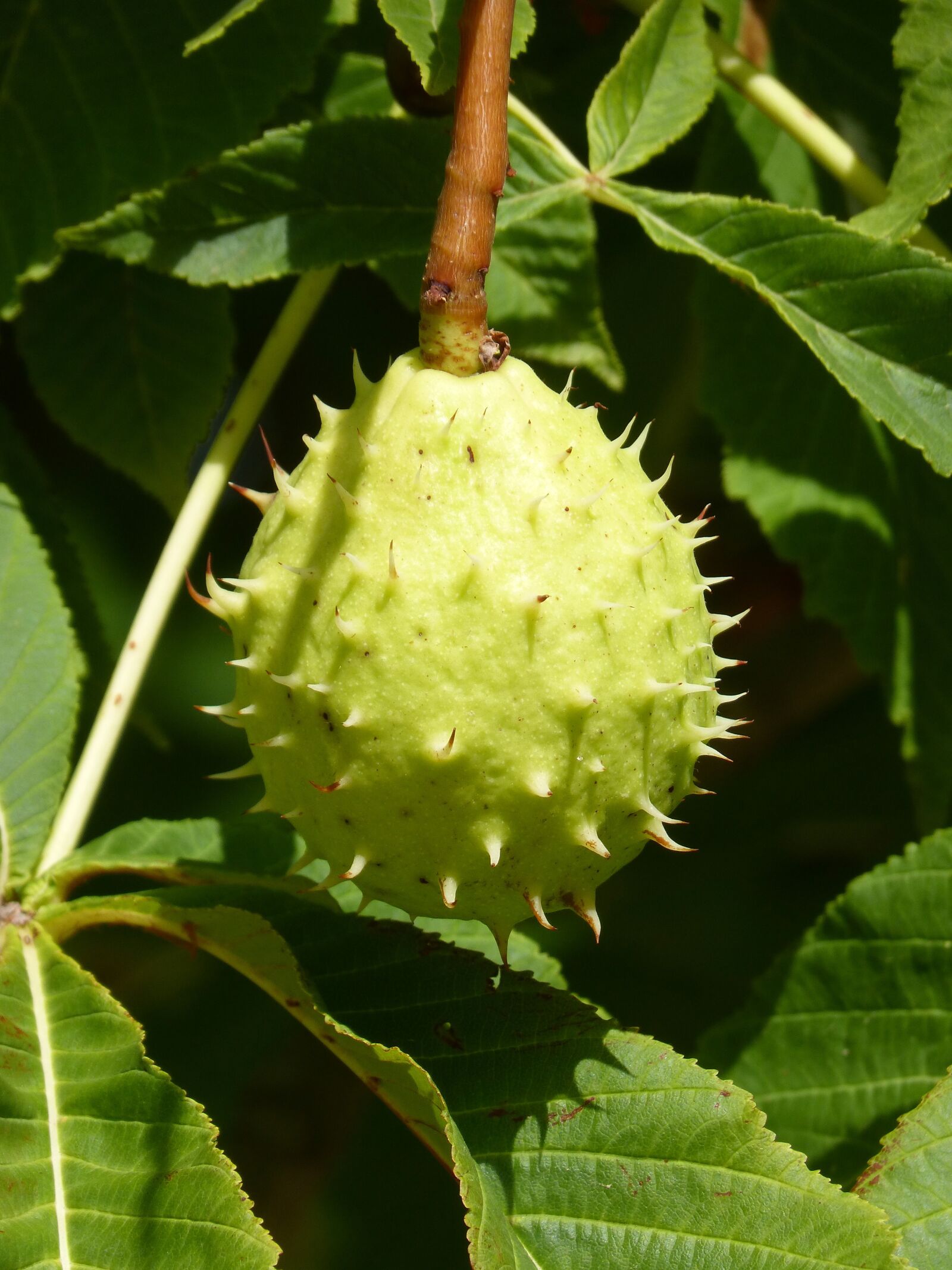 Panasonic DMC-FZ62 sample photo. Nut, skewer, thorny photography
