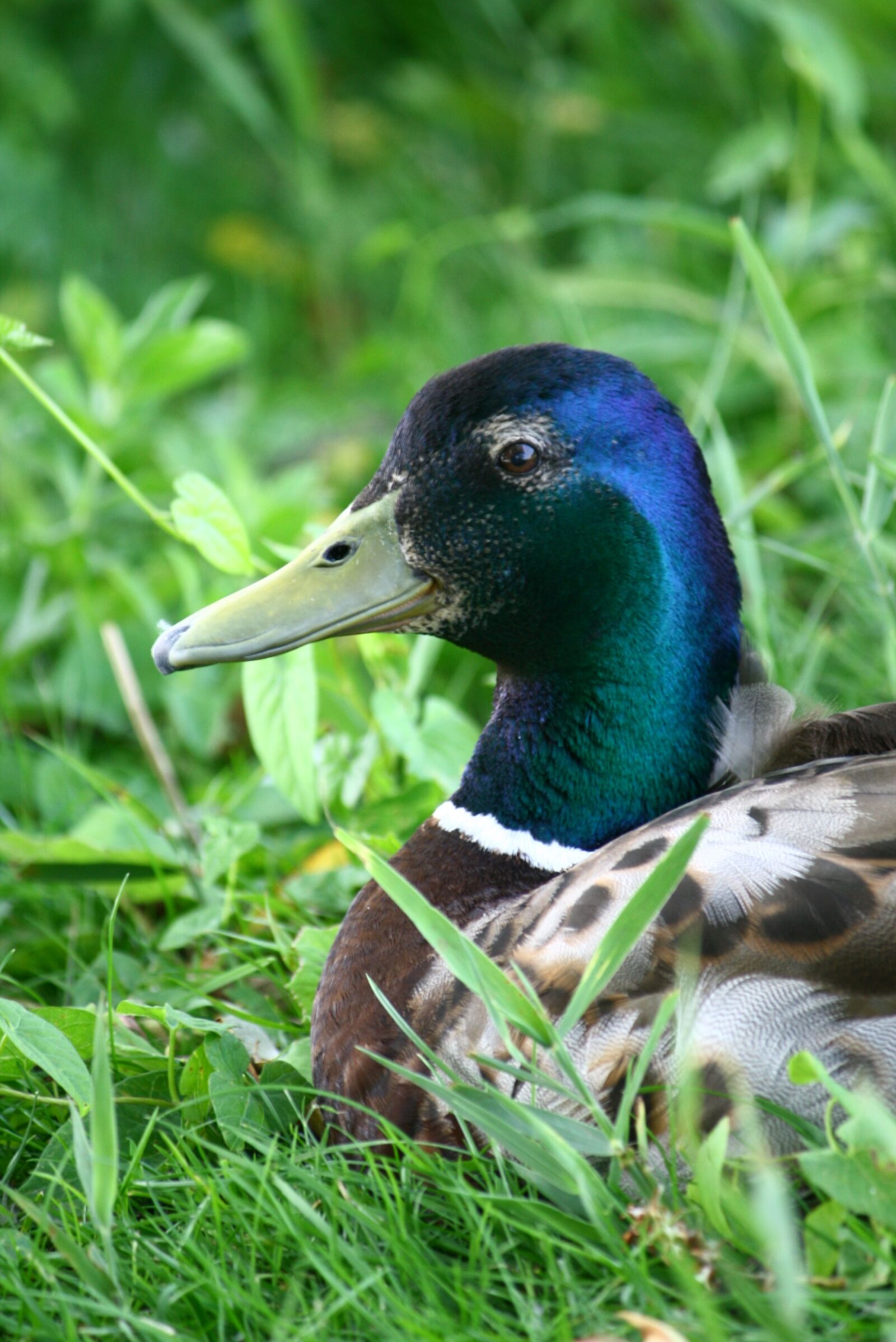 Canon EOS 400D (EOS Digital Rebel XTi / EOS Kiss Digital X) sample photo. Mallard, duck, bird photography