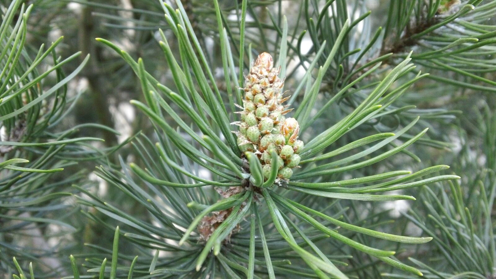 Sony MHS-TS20 sample photo. Coniferous, pine, forest photography