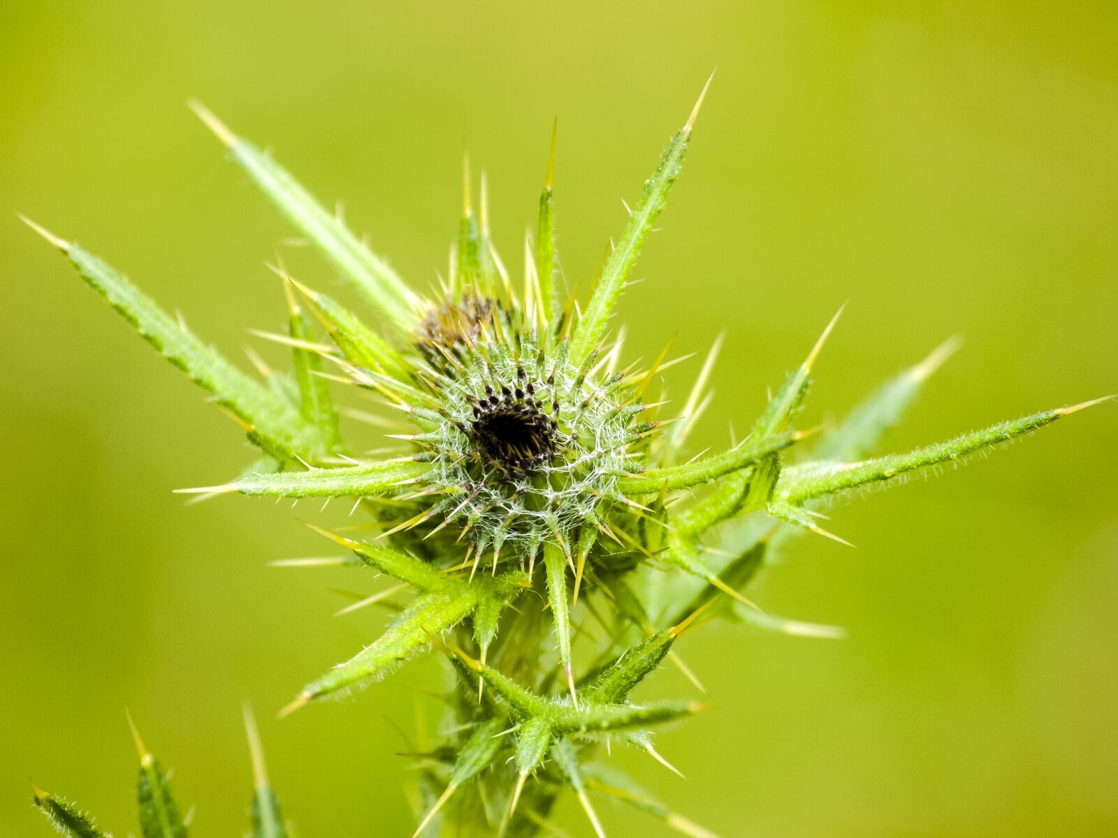 Olympus E-3 sample photo. Thistle, plant, flower photography