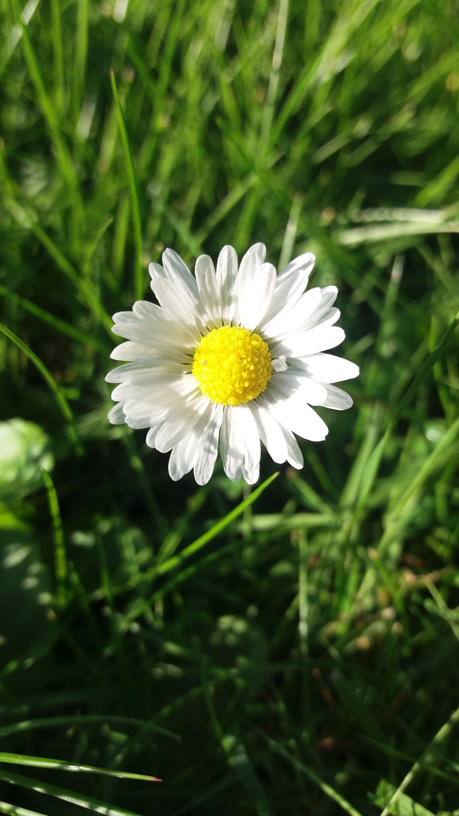 Samsung Galaxy J5 sample photo. Flower, daisy, blossom photography