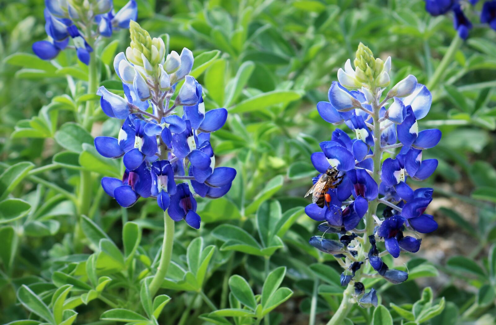 Canon EOS 750D (EOS Rebel T6i / EOS Kiss X8i) sample photo. Summer, nature, flower photography