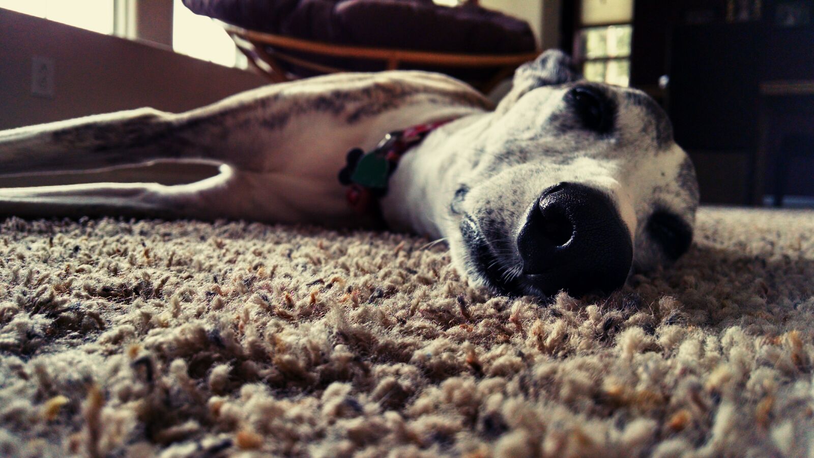 Motorola XT1080 sample photo. Carpet, dog, doggo, filter photography
