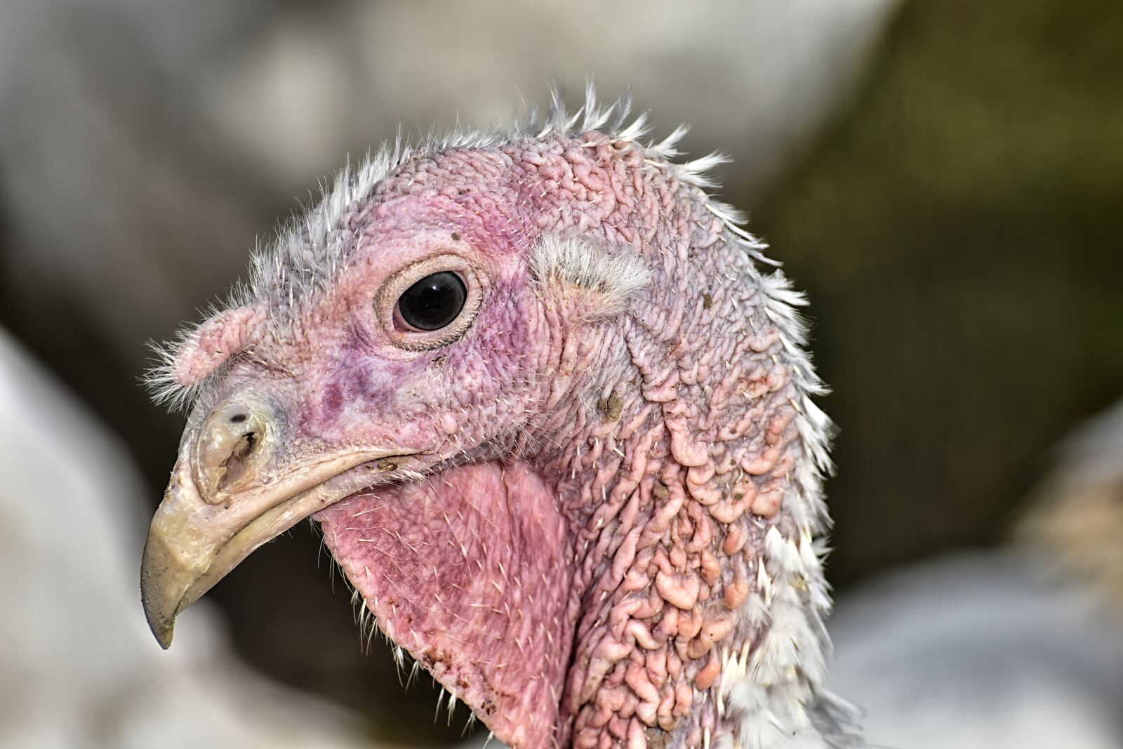 Nikon D7200 sample photo. Turkeys, birds, poultry photography