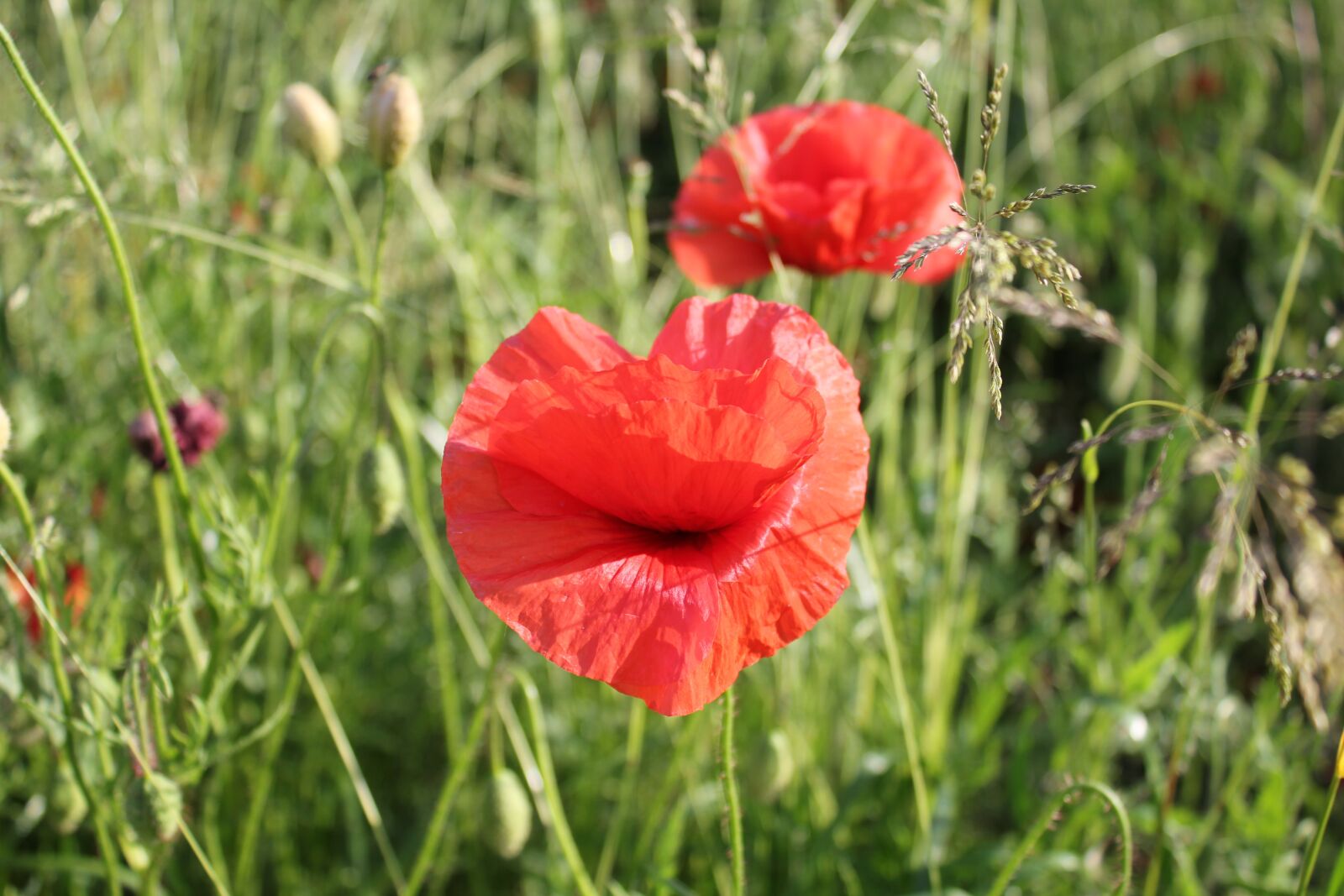 Canon EOS 550D (EOS Rebel T2i / EOS Kiss X4) sample photo. Poppy, heart, flower photography