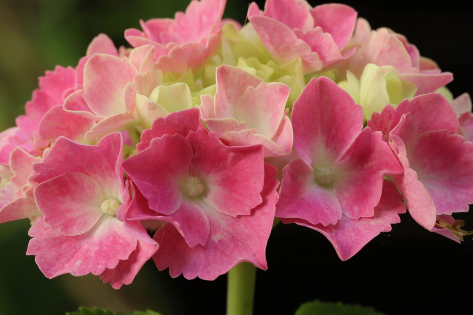 Canon EOS 800D (EOS Rebel T7i / EOS Kiss X9i) sample photo. Hydrangea, hydrangea flower, blossom photography