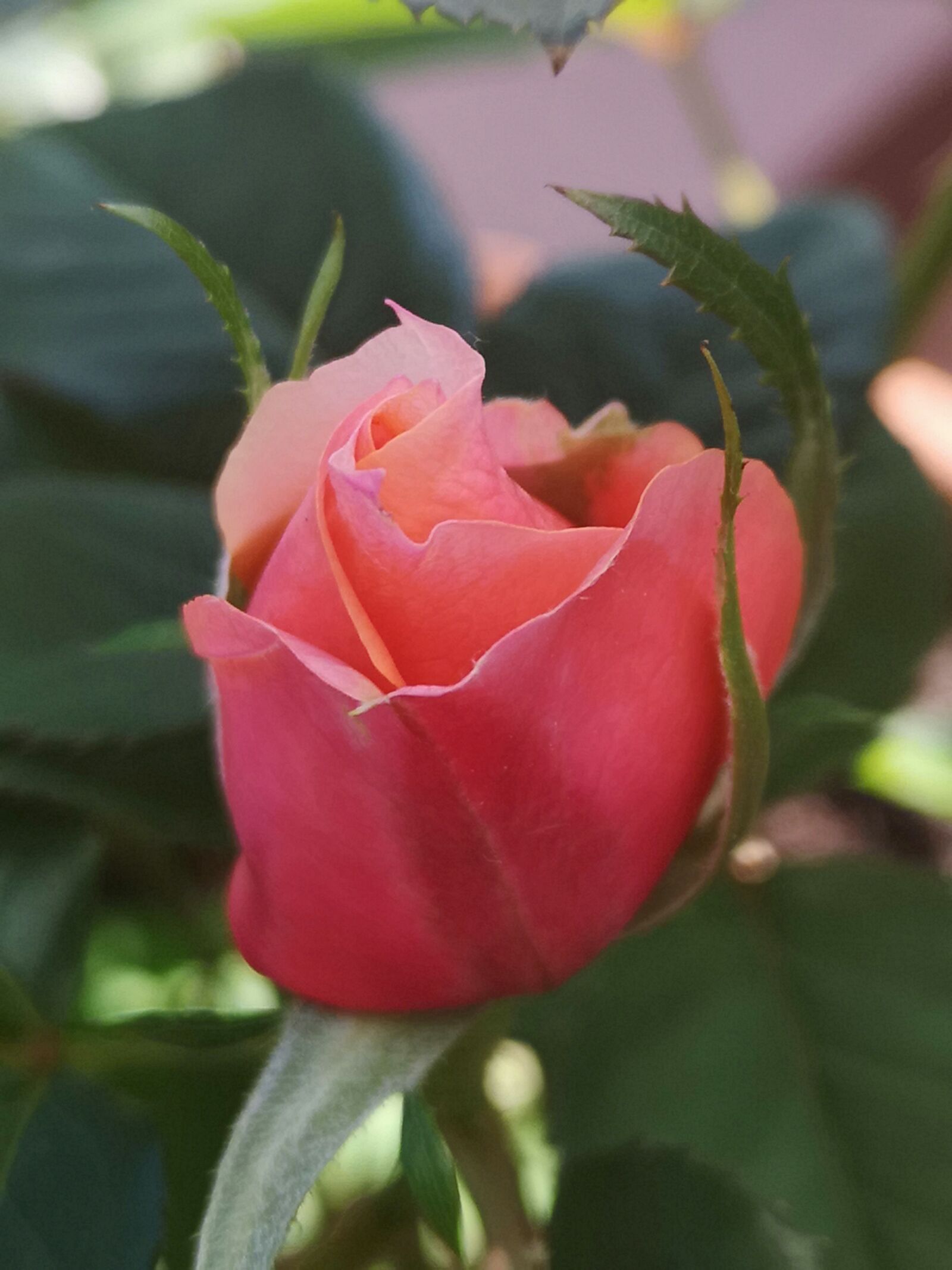 HUAWEI CLT-L09 sample photo. Flower, rose, bud photography