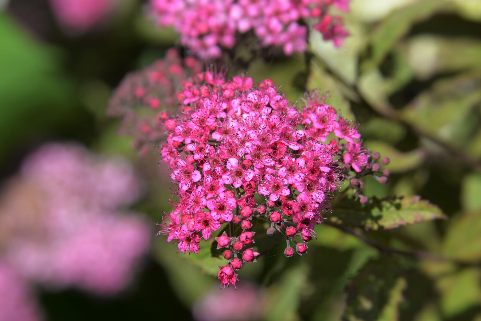 Nikon D610 sample photo. Shrub flowers, flowers, red photography