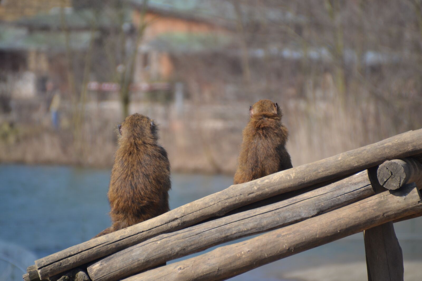 Nikon D3100 sample photo. Monkey, animal, zoo photography
