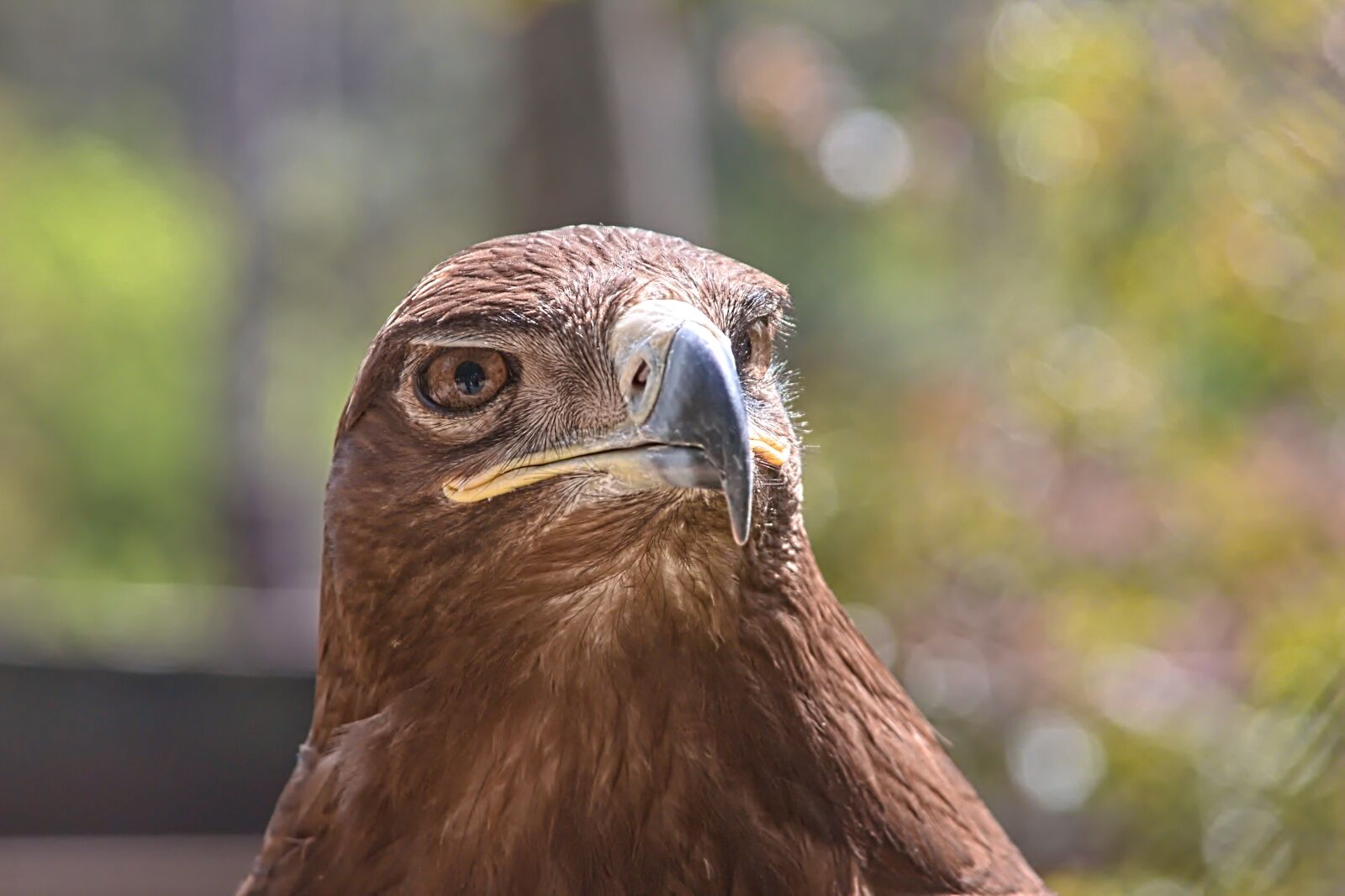 Canon EOS 650D (EOS Rebel T4i / EOS Kiss X6i) sample photo. Sas, bird, portrait photography
