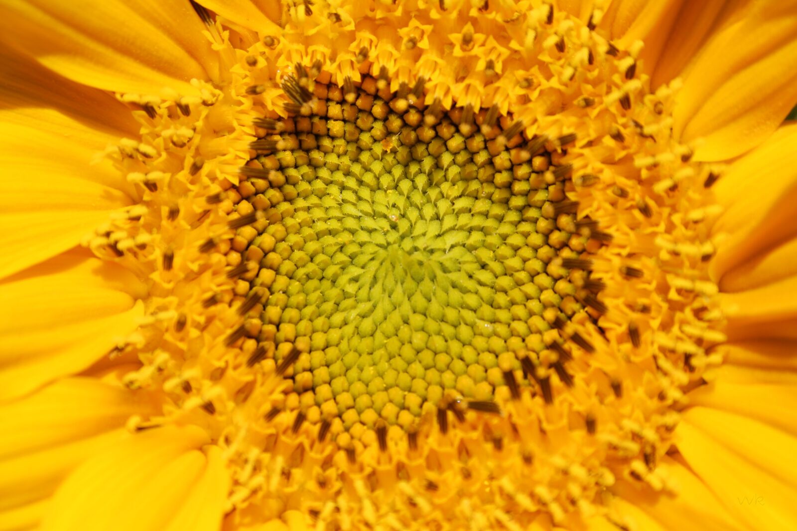 Canon EF-S 18-55mm F3.5-5.6 II sample photo. Sunflower, yellow, bloom photography