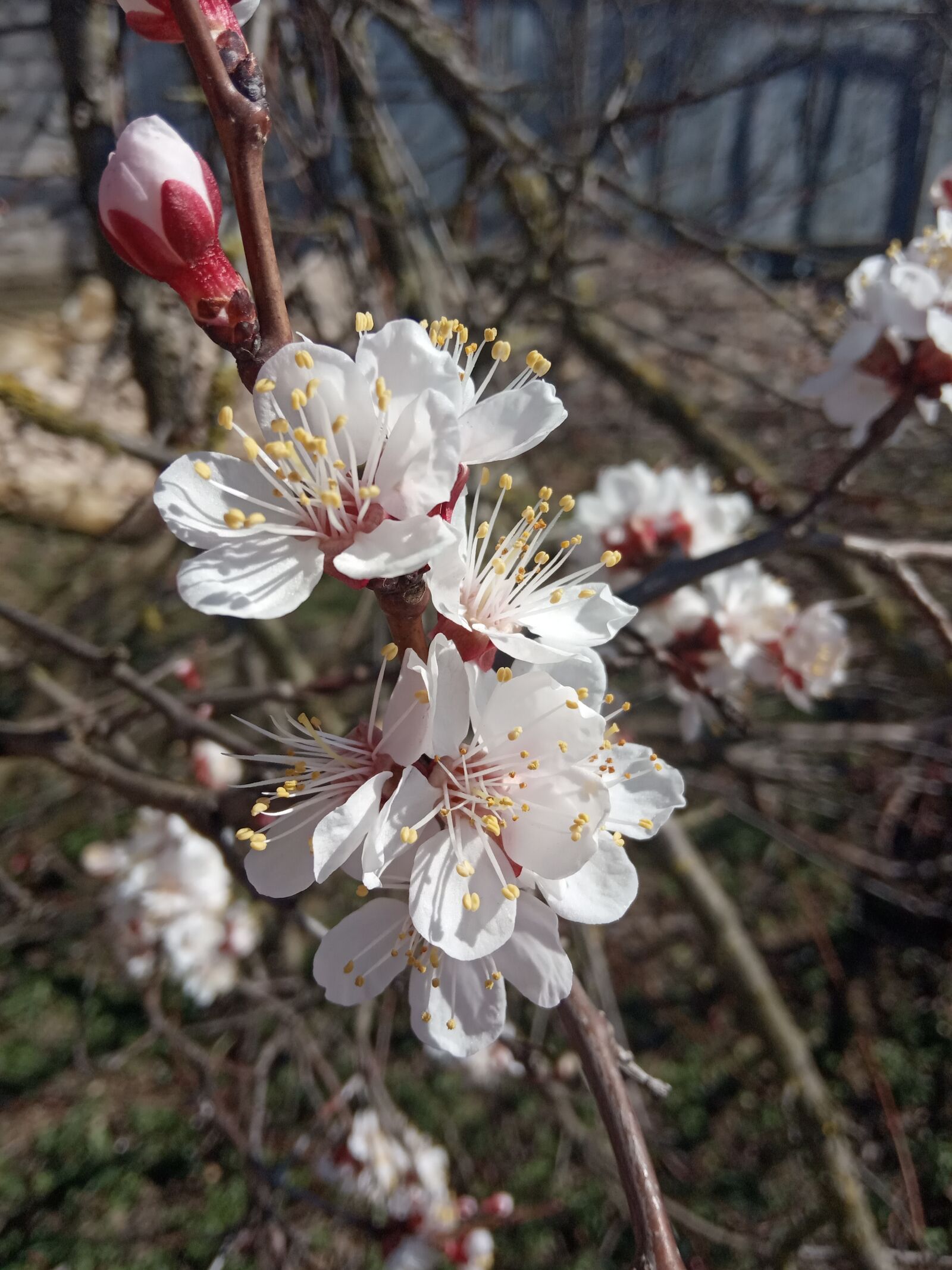 Xiaomi Redmi 6A sample photo. Cherry, flower, tree photography