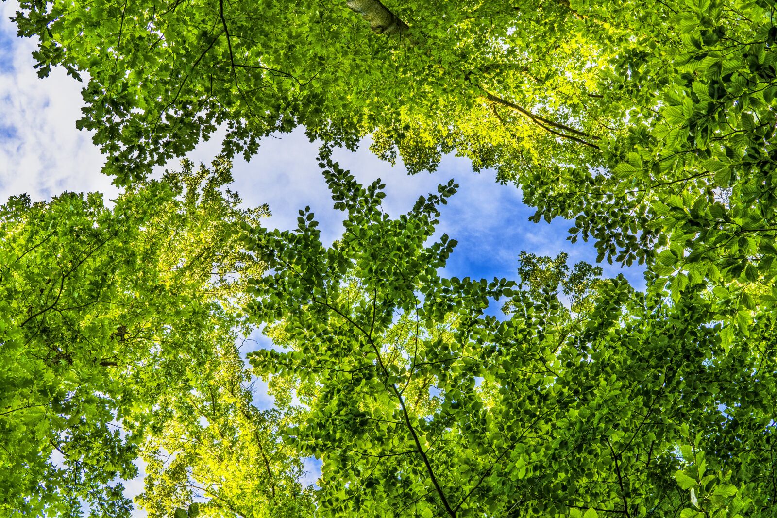 Sony a6300 + Sigma 30mm F2.8 EX DN sample photo. Canopy, green, leaves photography