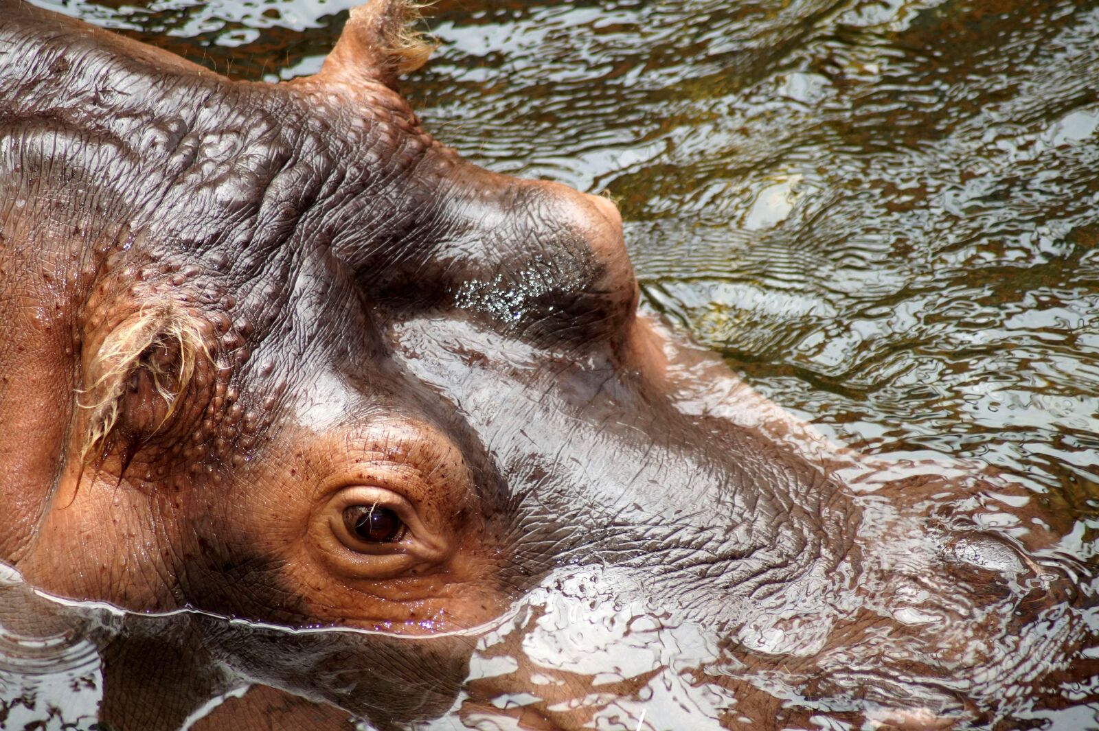 Sony SLT-A58 sample photo. Hippopotamus, hippo, eye photography