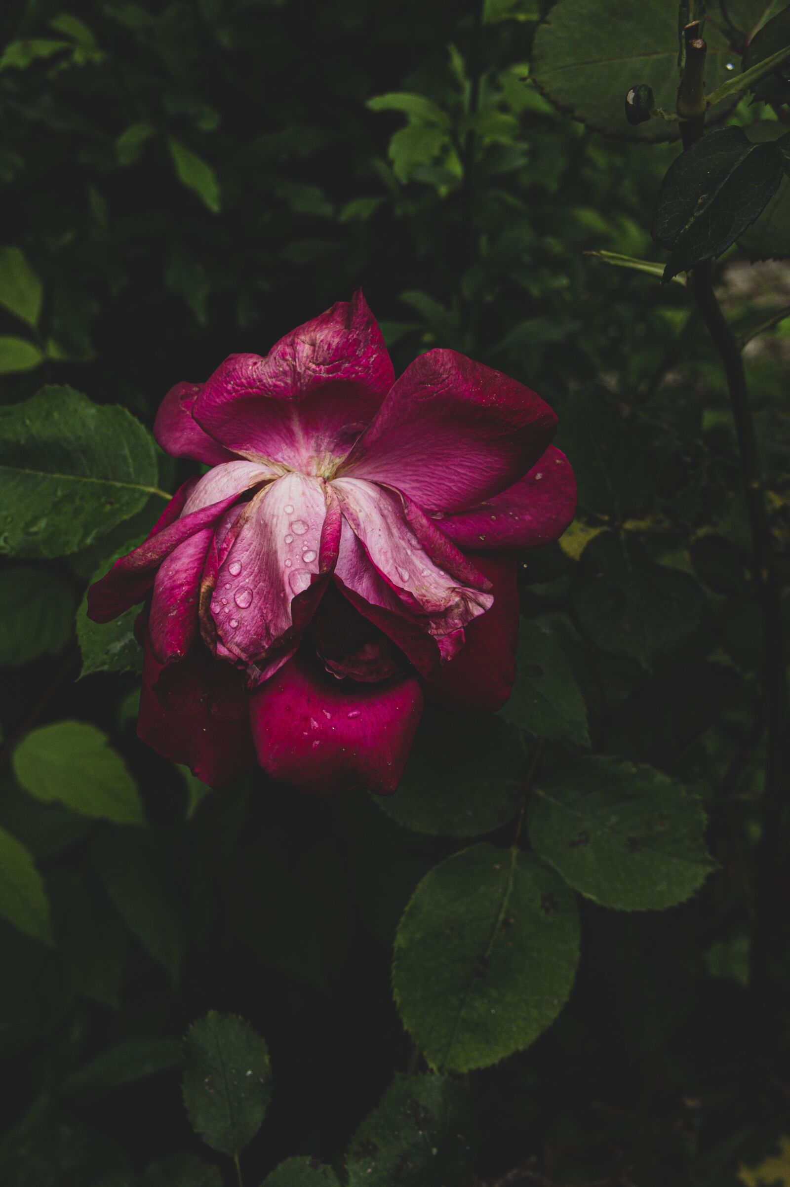 Sony Alpha NEX-3 + Sony E 18-55mm F3.5-5.6 OSS sample photo. Pink, roses, garden photography