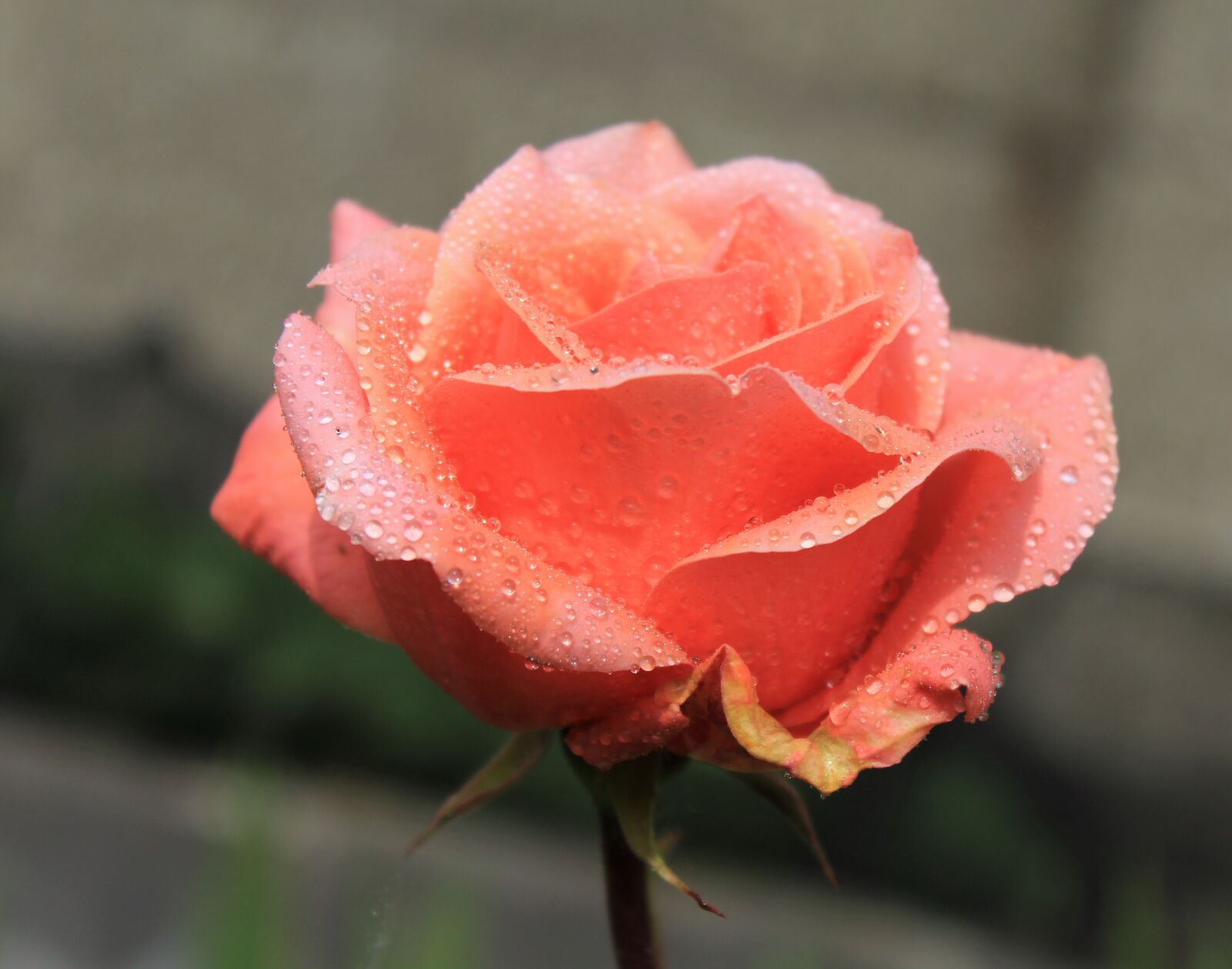 Canon EOS 1200D (EOS Rebel T5 / EOS Kiss X70 / EOS Hi) sample photo. Rose, dew drops, nature photography