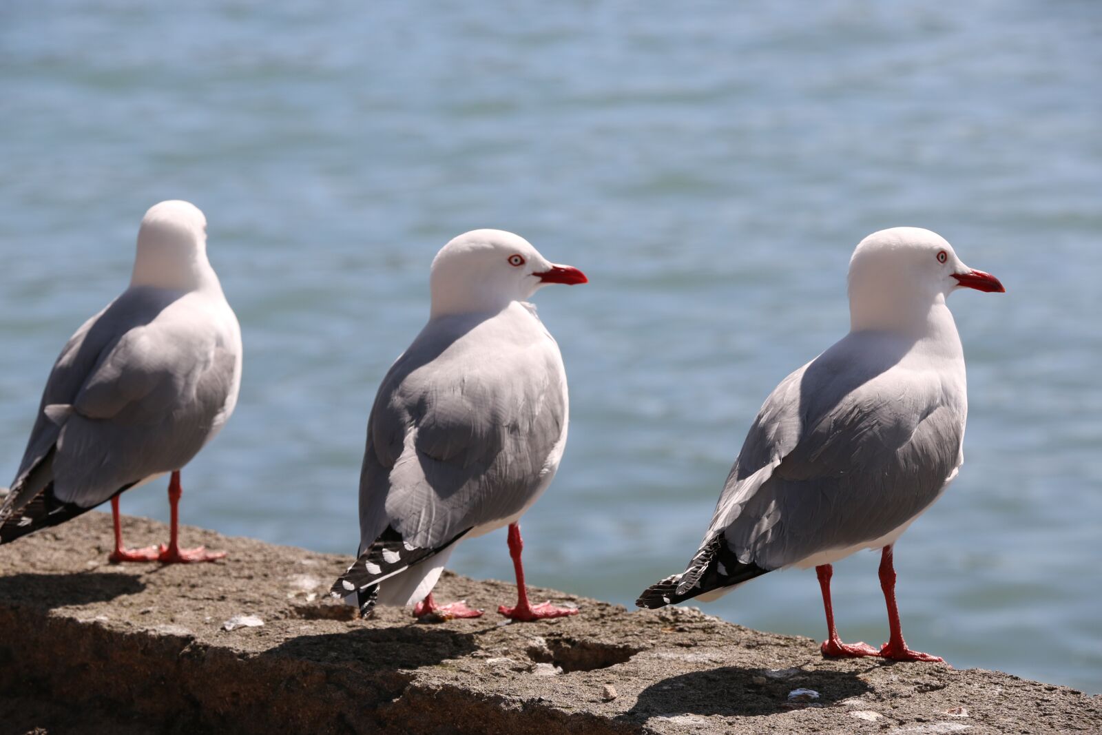 Canon EOS 70D sample photo. Seagull, bird, gannet photography