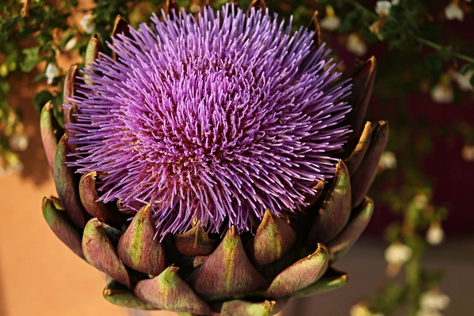 Canon EOS 1100D (EOS Rebel T3 / EOS Kiss X50) sample photo. Artichoke, cynara cardunculus, crop photography