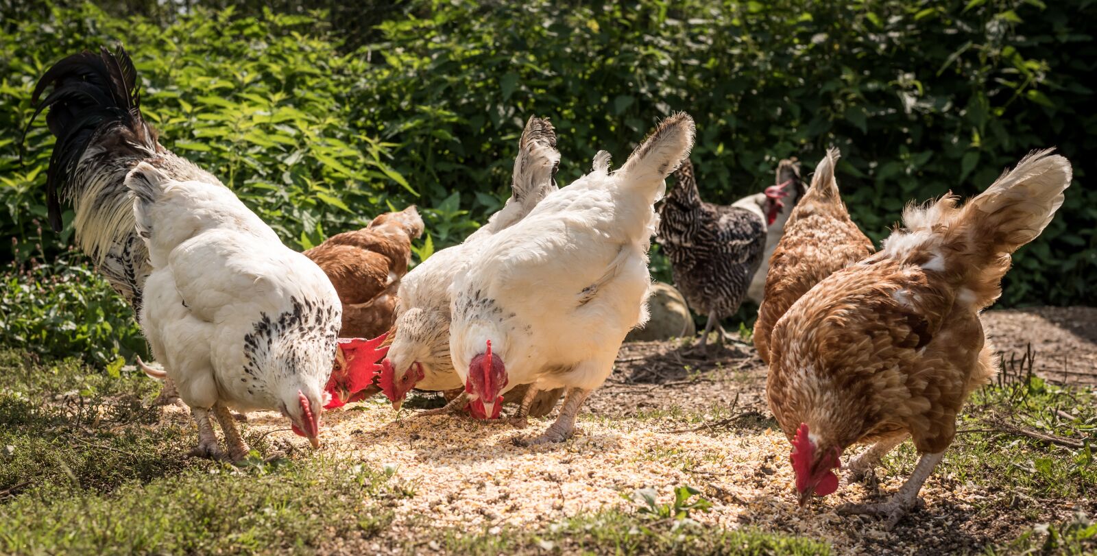 Nikon D750 sample photo. Chickens, farm, idyllic photography