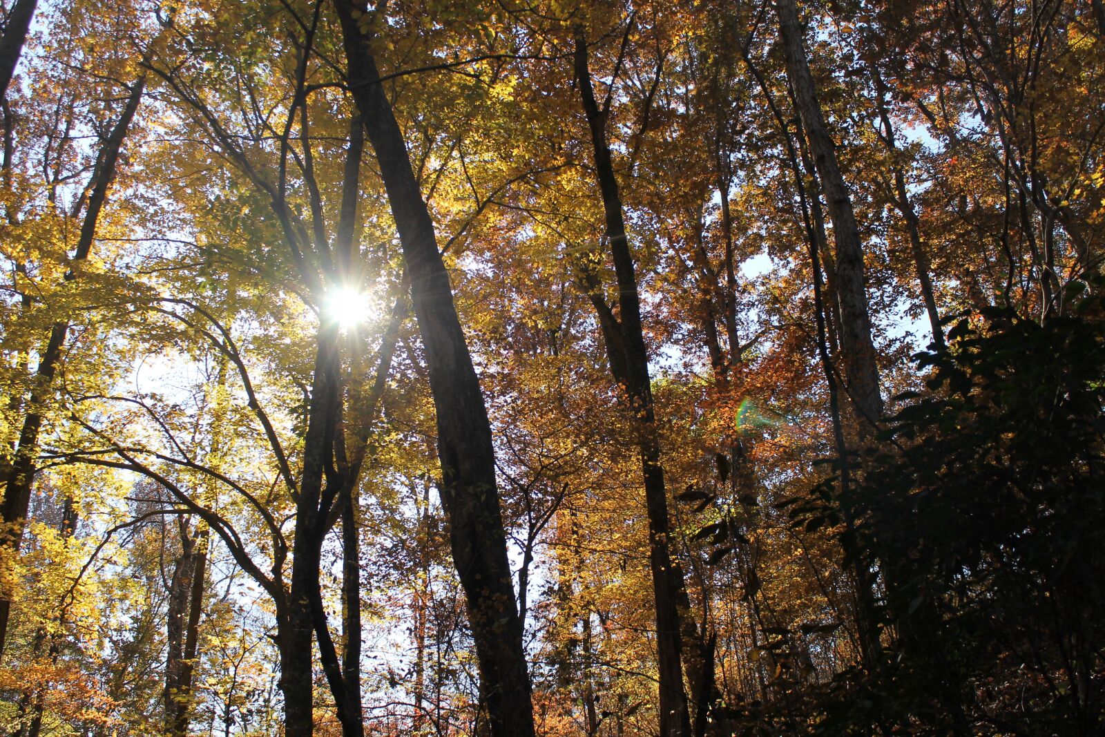 Canon EOS 1100D (EOS Rebel T3 / EOS Kiss X50) sample photo. Trees, leaves, forest photography