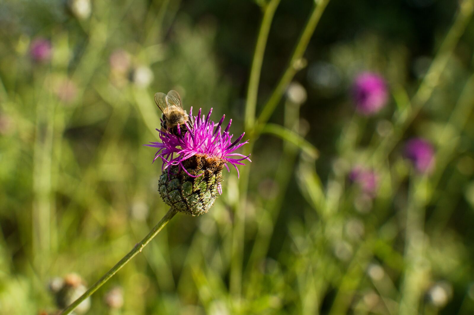 Nikon D3200 sample photo. Bee, flower, pollen photography
