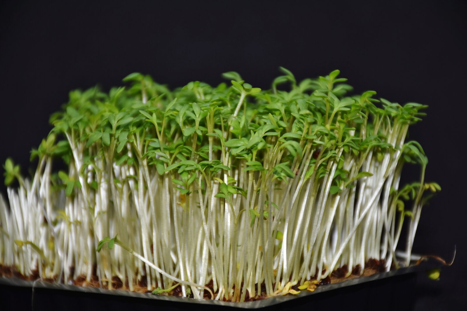 Nikon D7200 sample photo. Garden cress, cress, food photography
