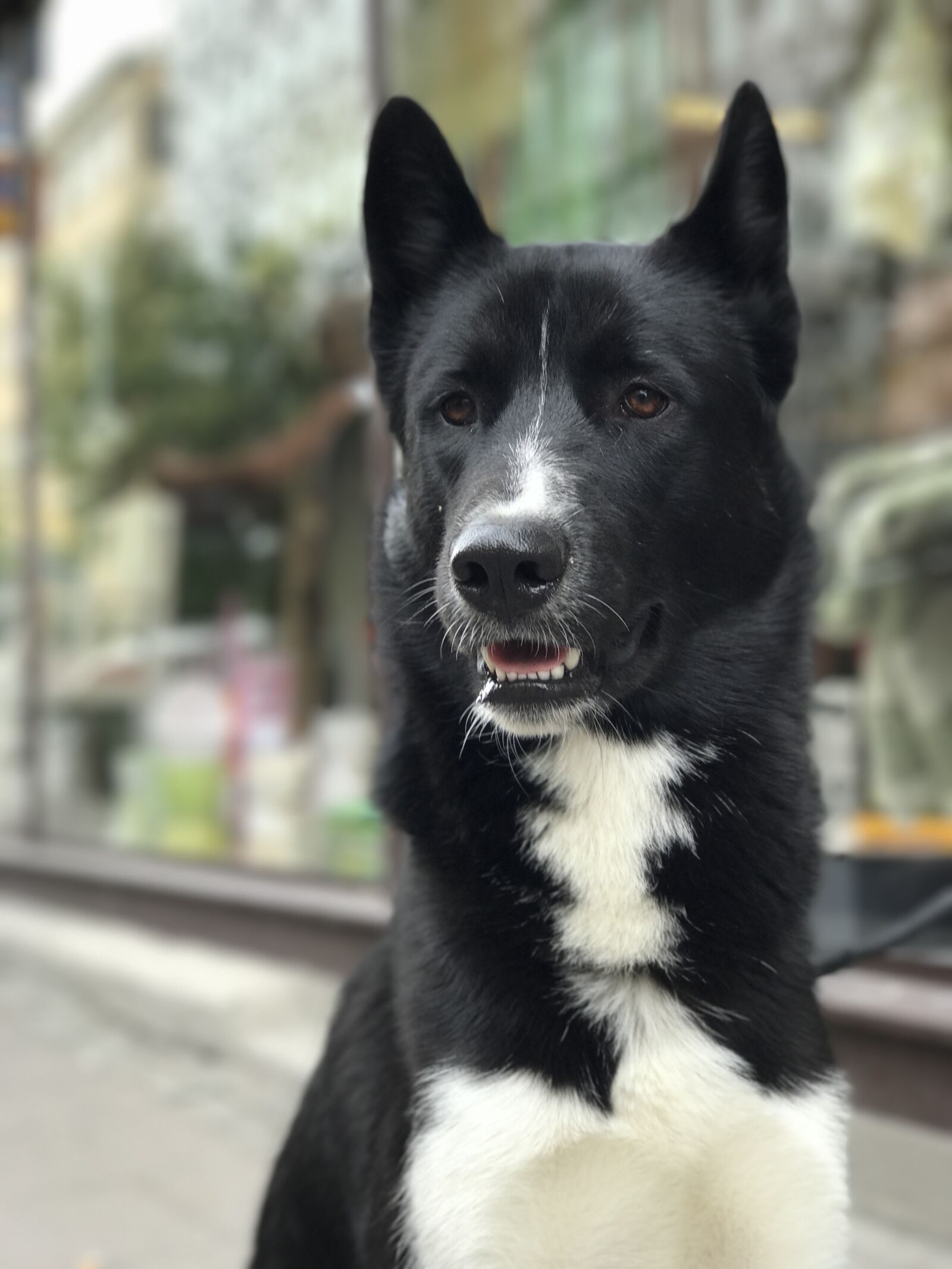 Apple iPhone 7 Plus sample photo. Dogs photography