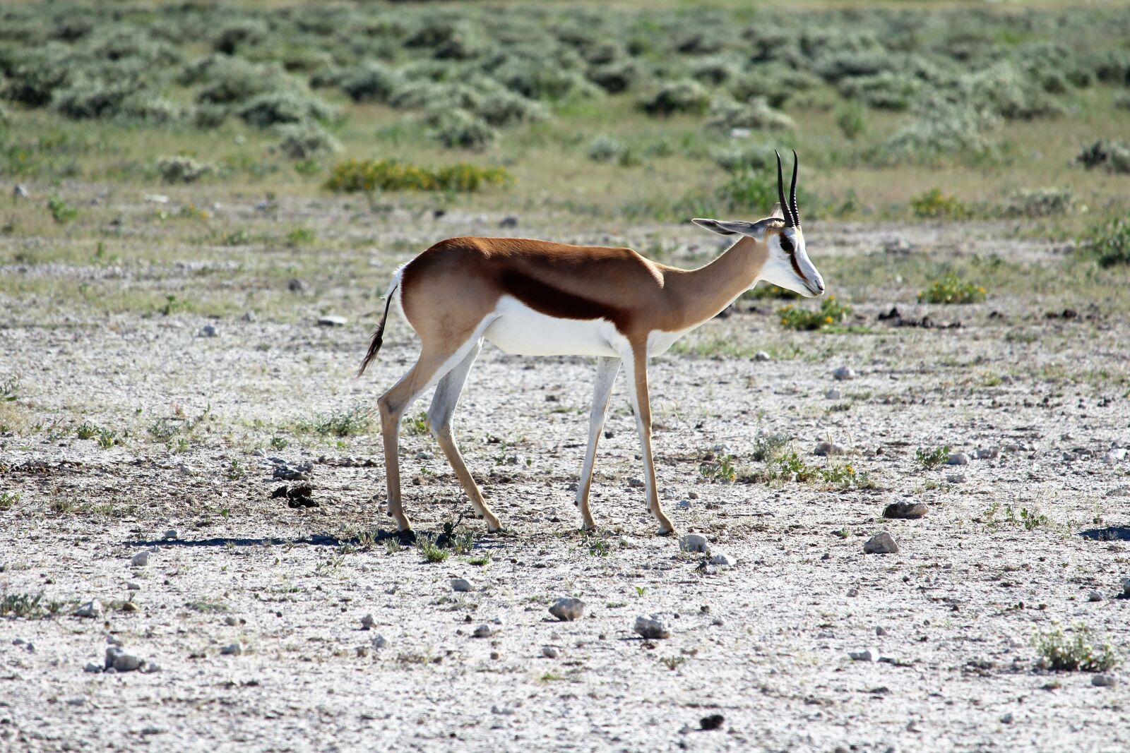 Canon EF-S 55-250mm F4-5.6 IS STM sample photo. Namibia, etosha, national park photography