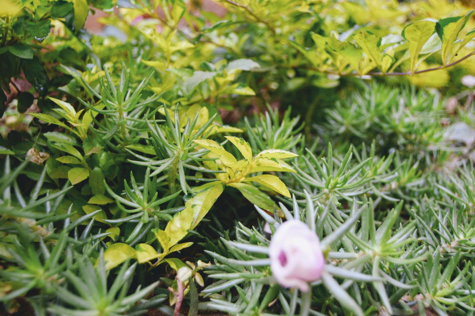 Nikon D3200 sample photo. Flower, garden, green, plant photography