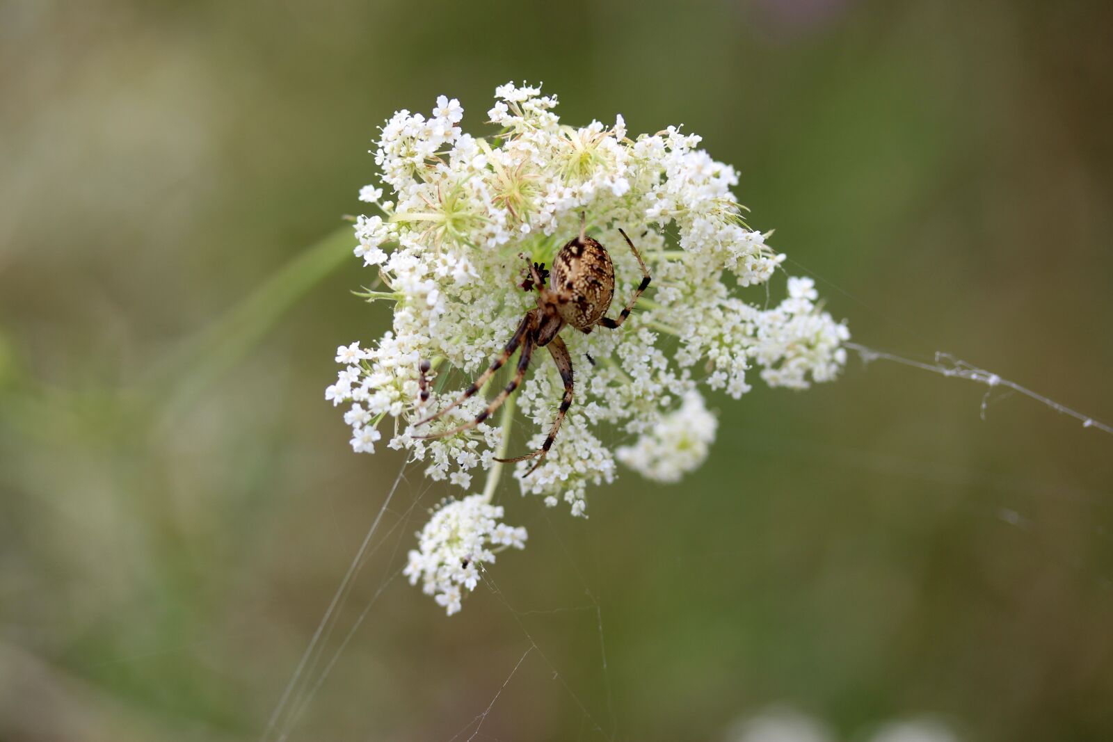 Canon EF-S 60mm F2.8 Macro USM sample photo. Spider, flower, white photography