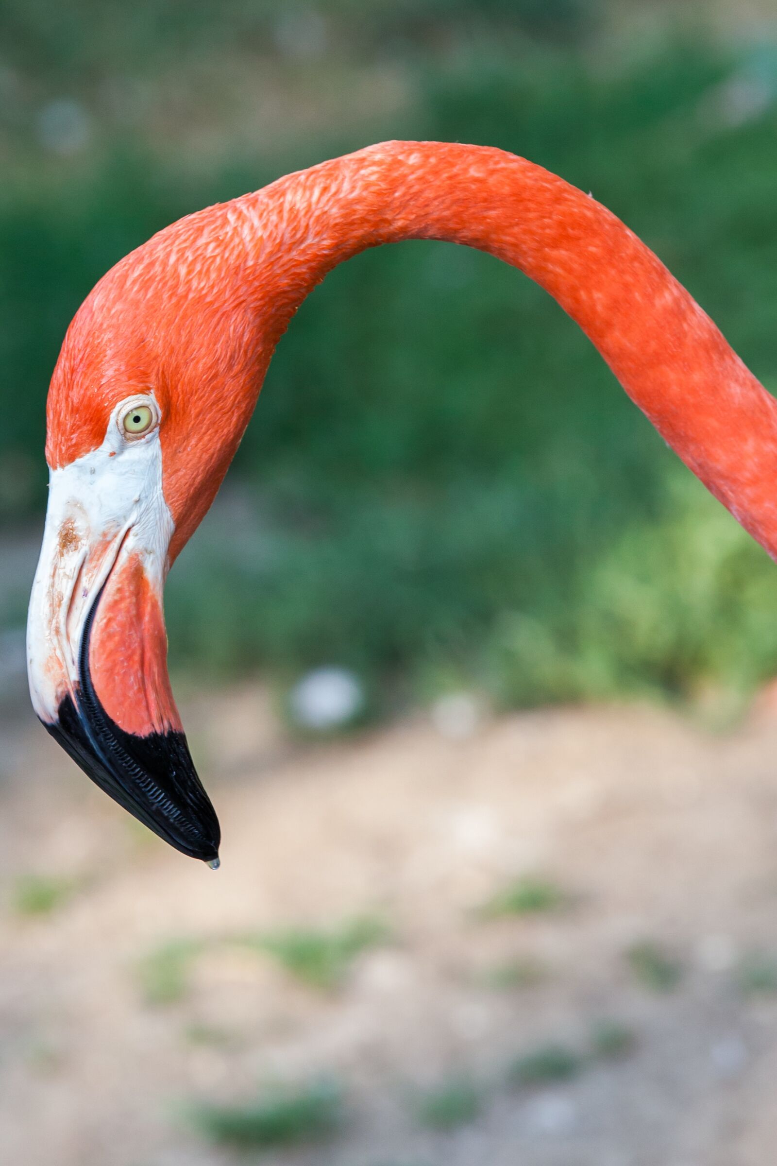 Canon EOS 5D Mark II sample photo. Flamingo, head, bird photography