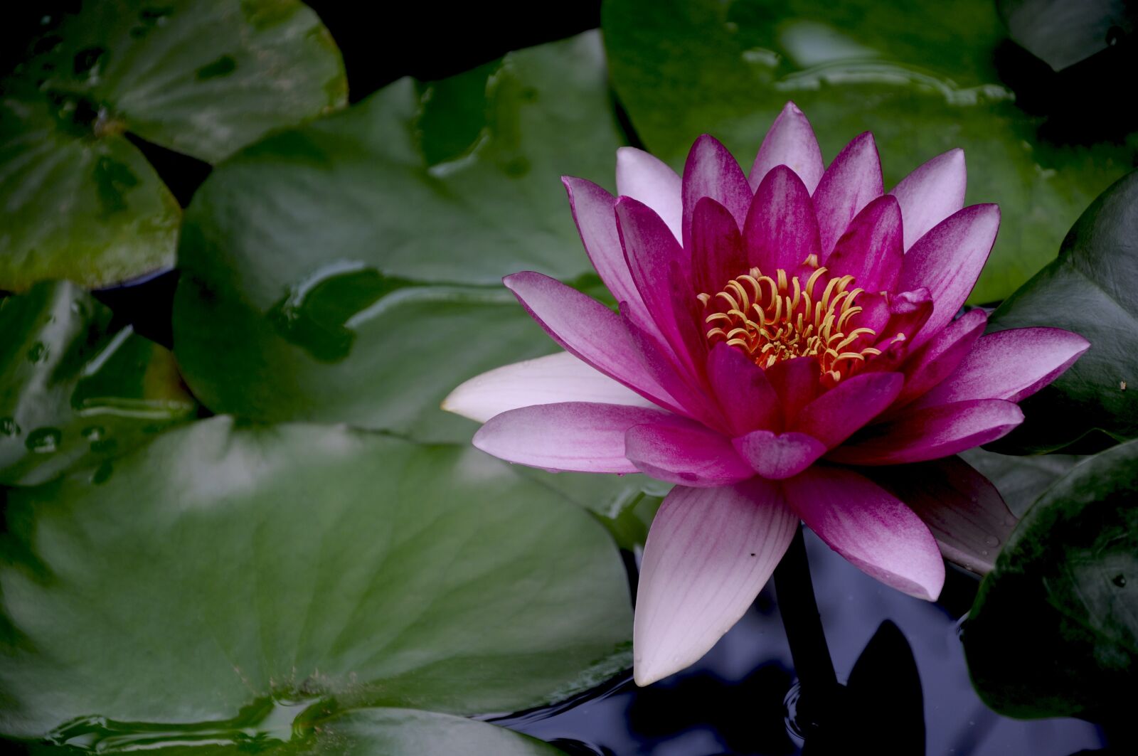 Nikon D90 sample photo. Sleep, lotus, flower photography